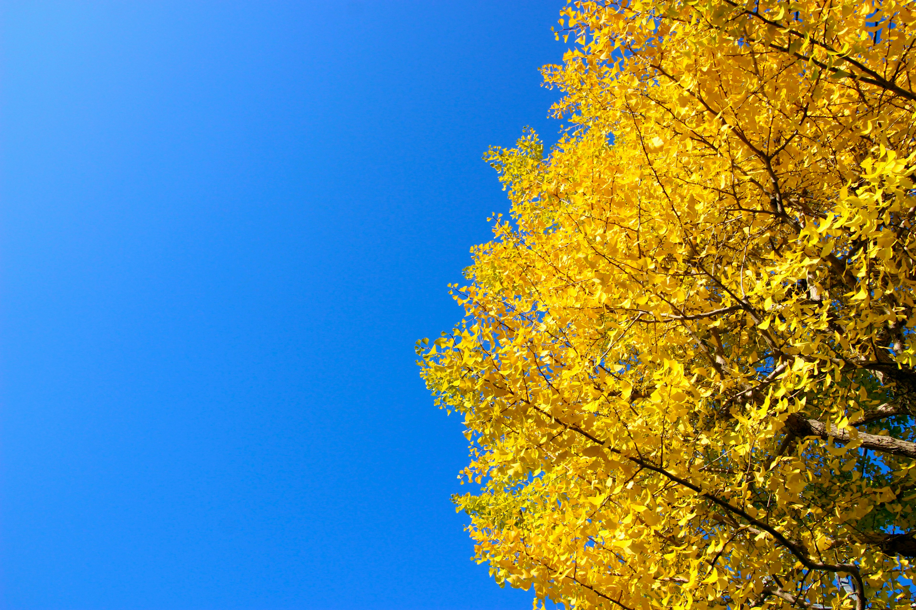 Cima di un albero con foglie gialle vivaci contro un cielo blu chiaro