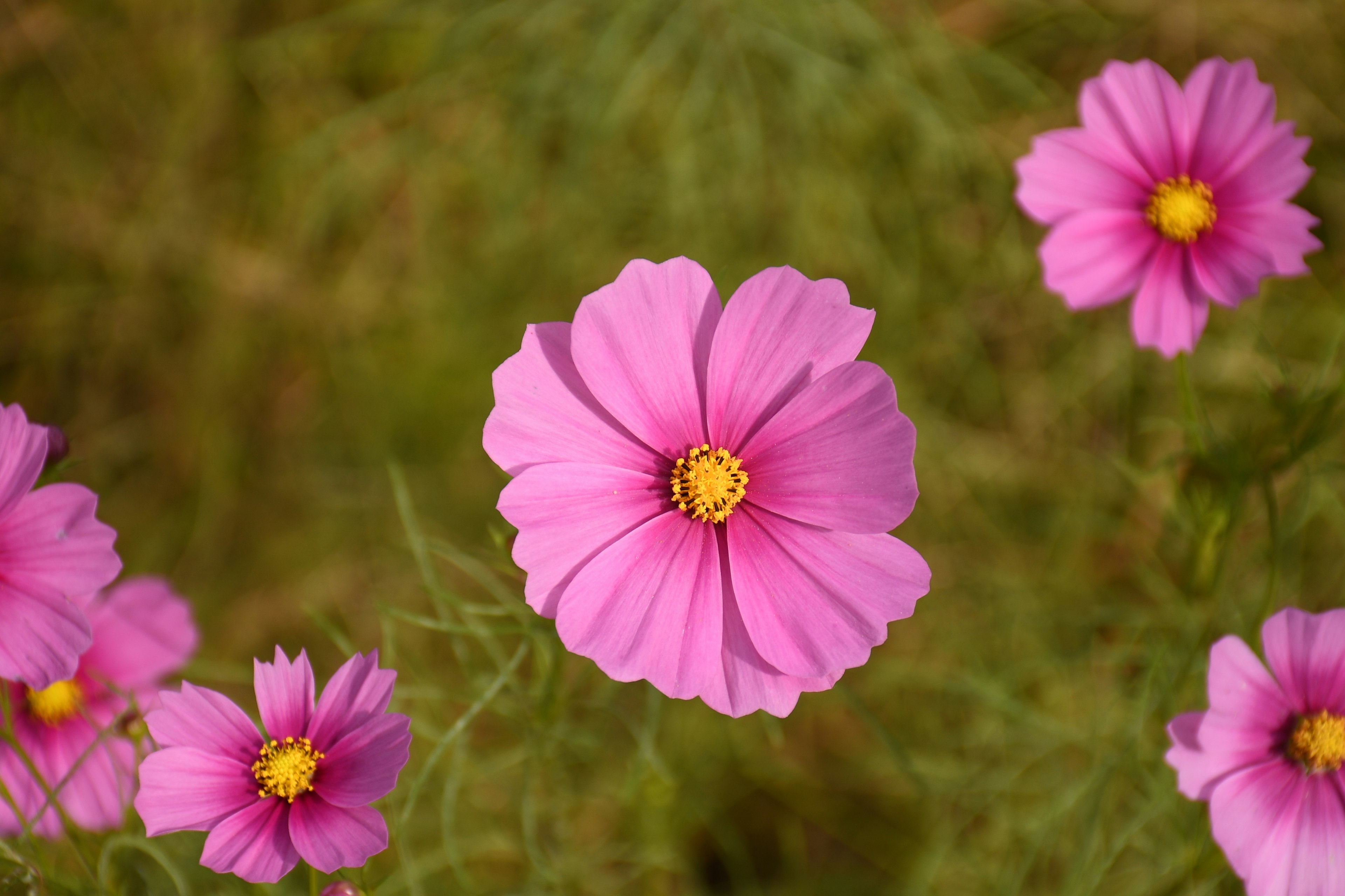 鮮やかなピンクのコスモスの花が中心にあり、周りに小さな花が散らばっている