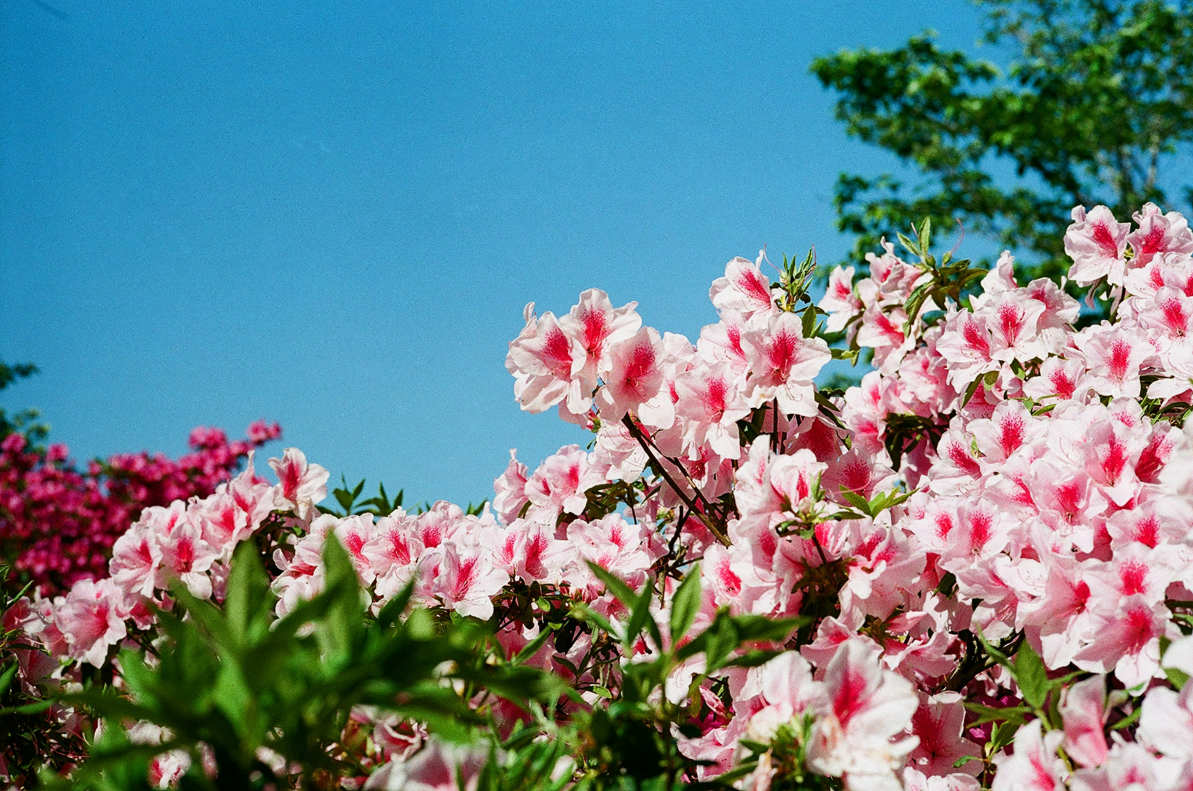 青空の下に咲く色とりどりのツツジの花