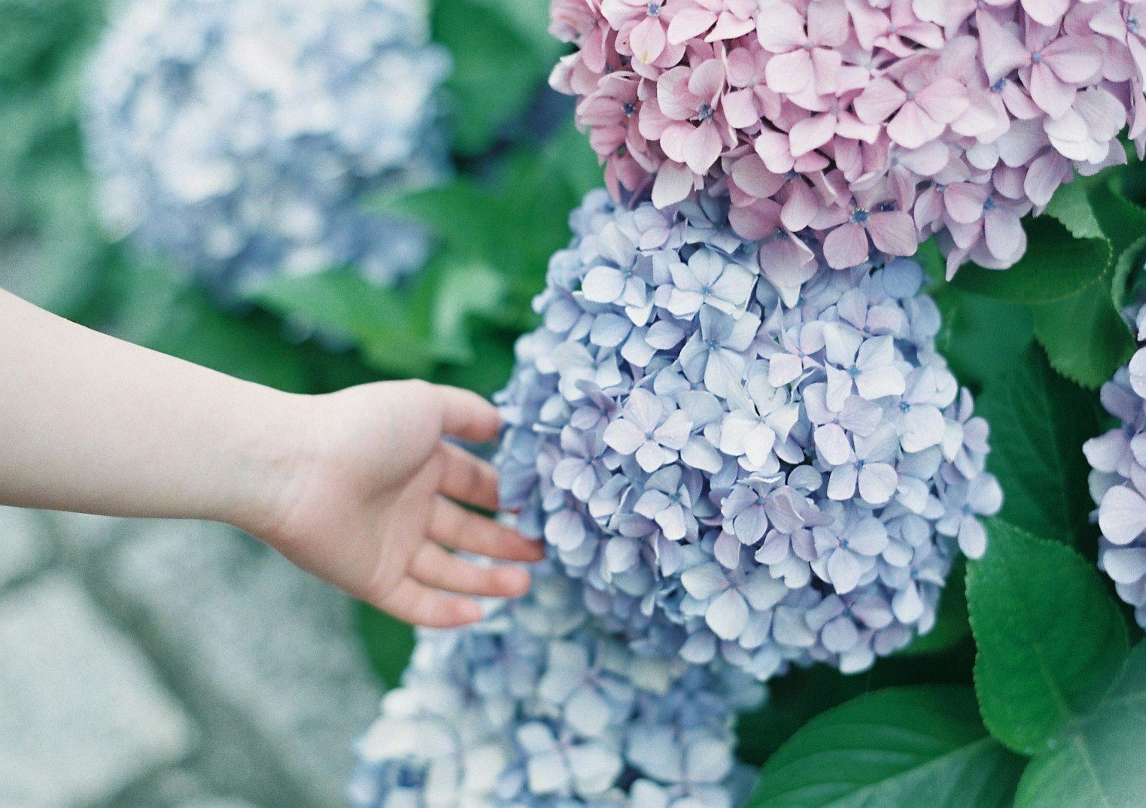 子供の手が紫陽花の花に触れているシーン