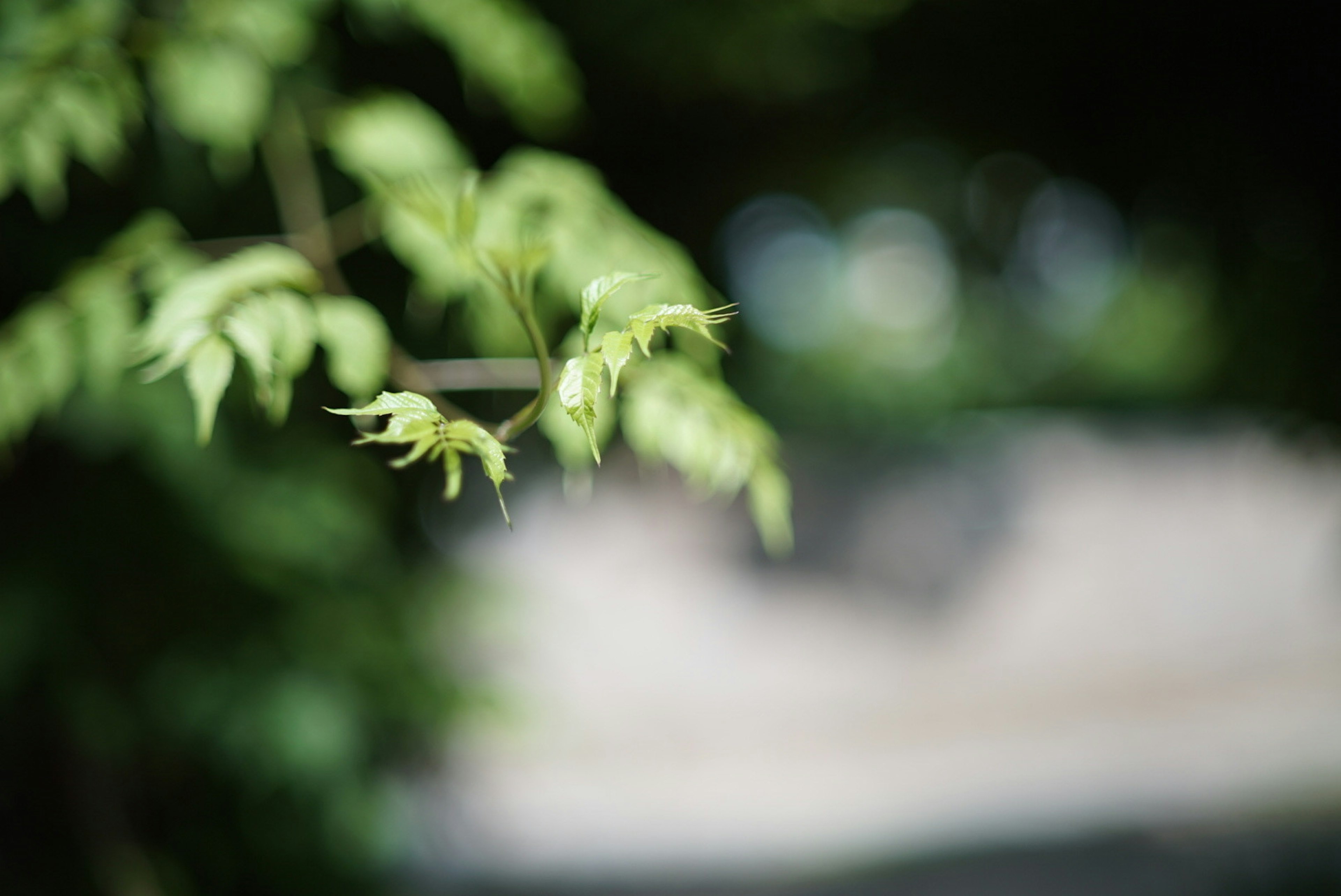 Close-up daun hijau dengan latar belakang blur