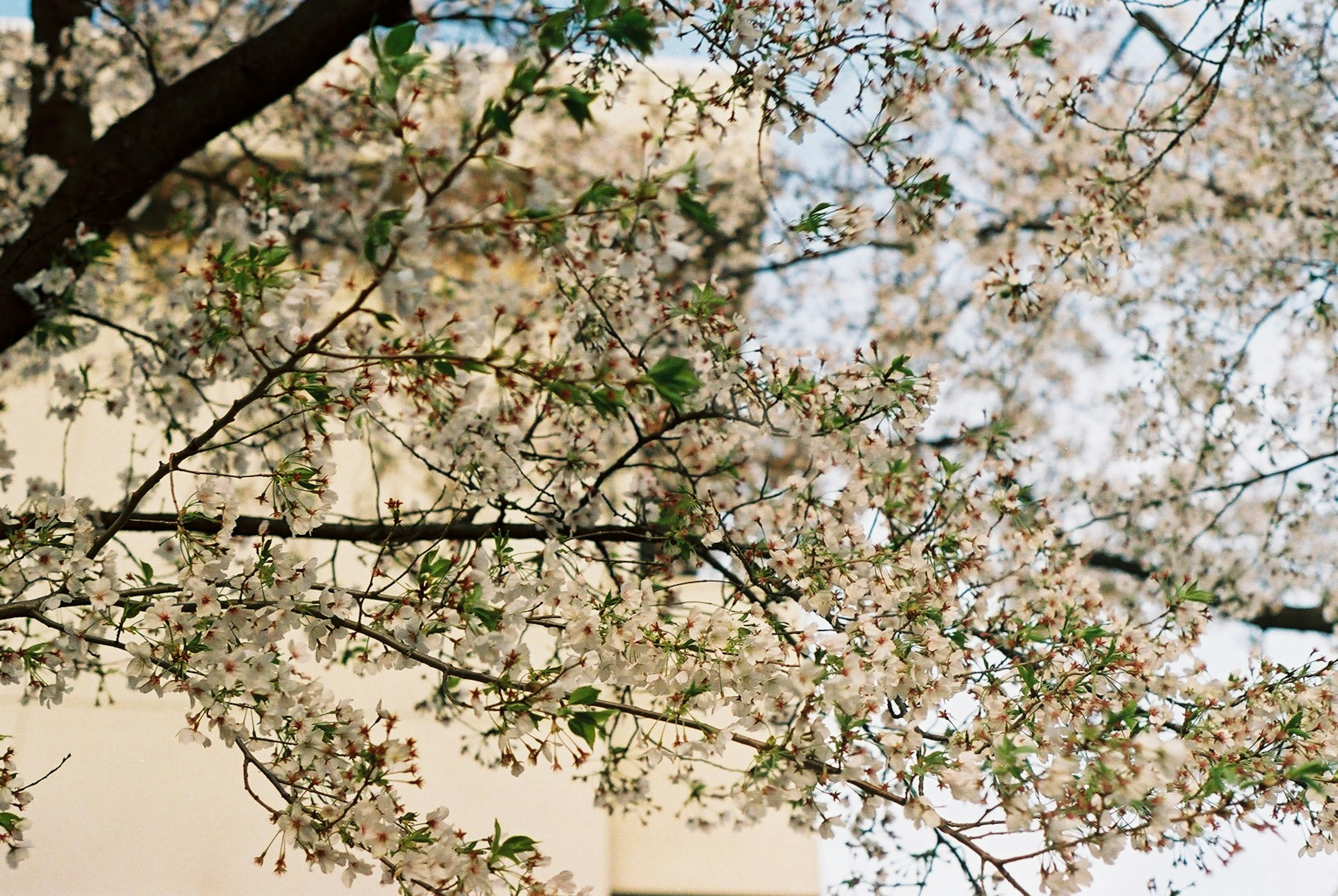 桜の花が咲いている枝の近くの風景