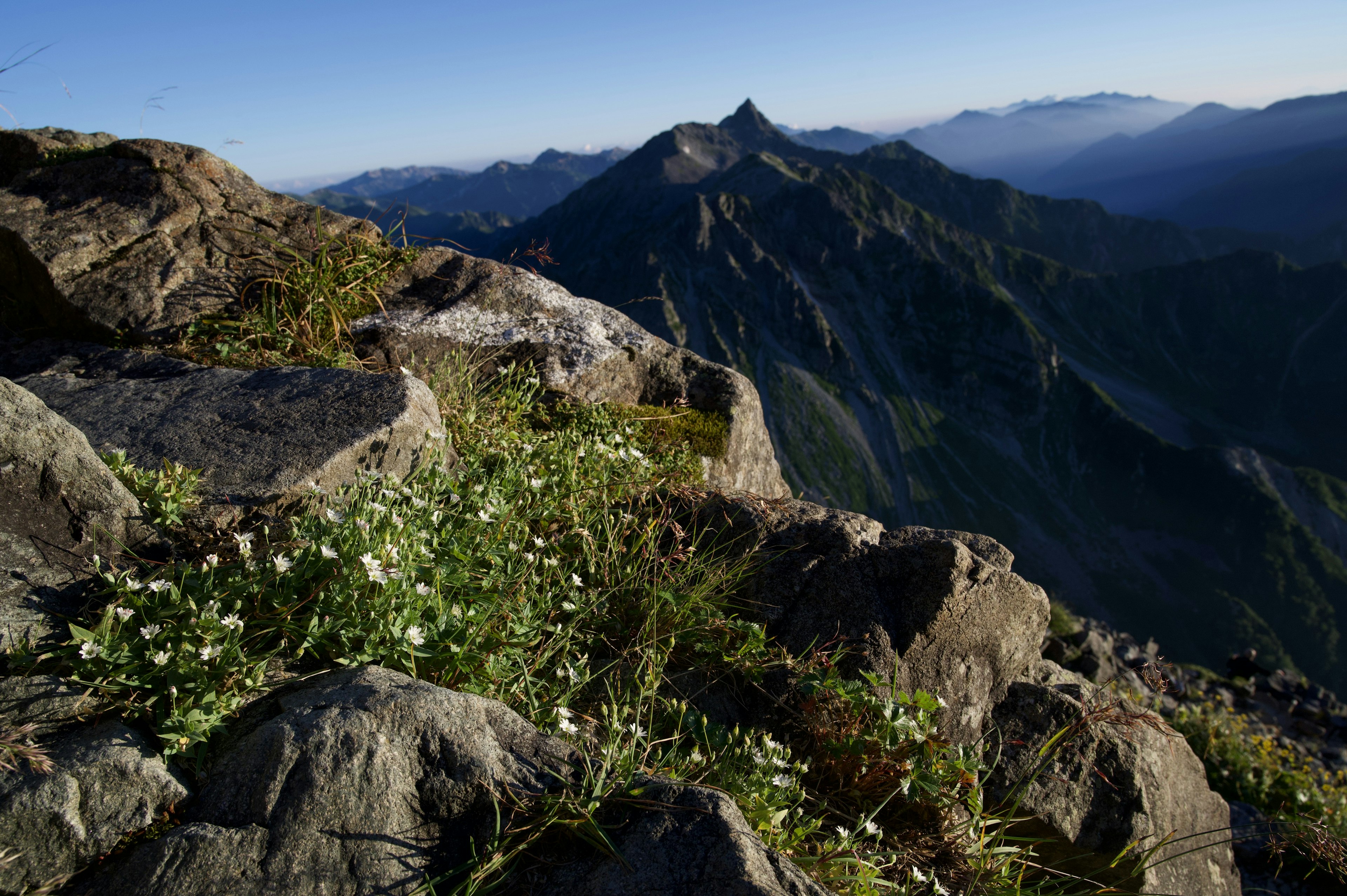 Weiße Blumen blühen auf Felsen mit Berglandschaft im Hintergrund