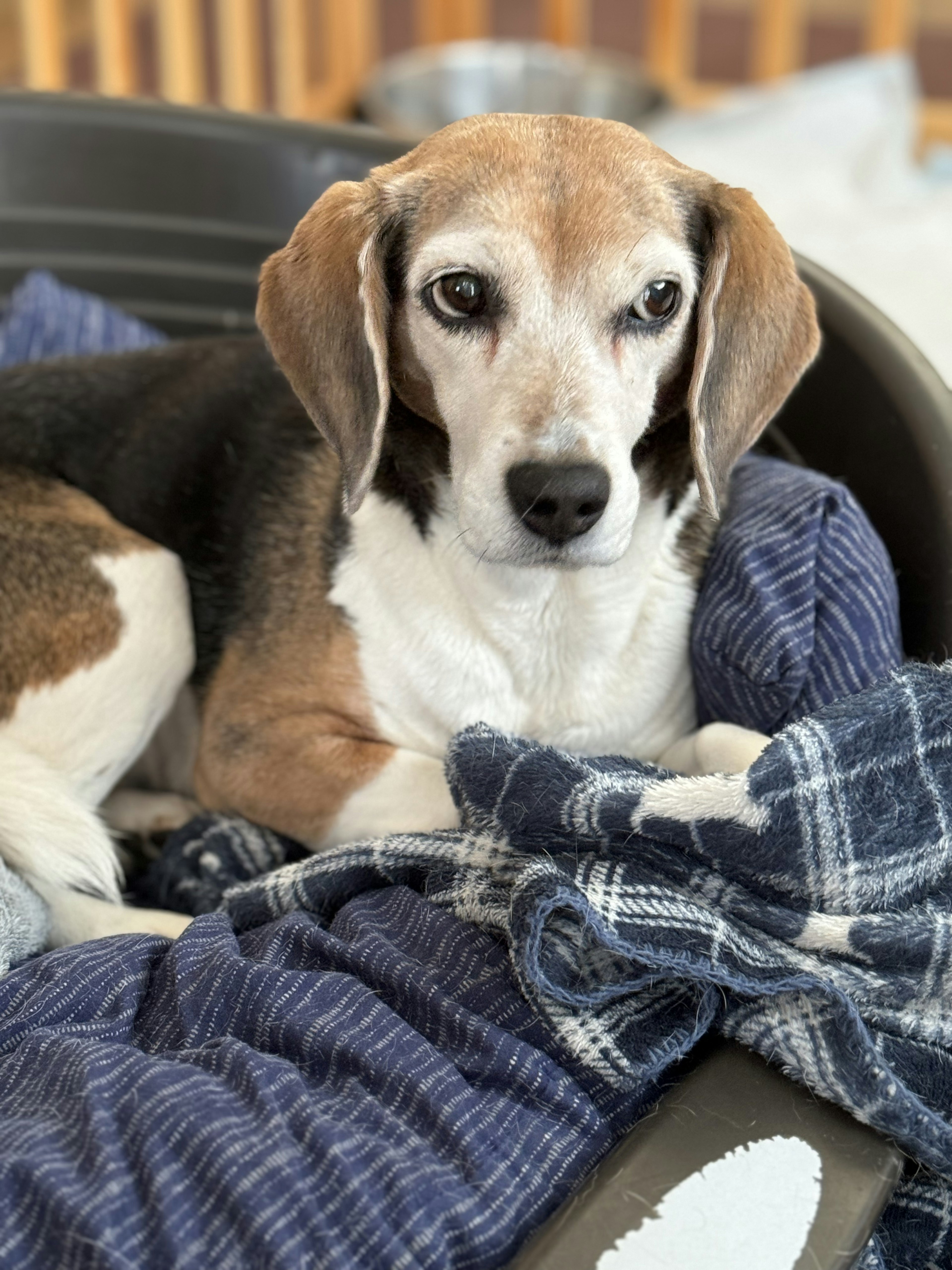 A beige and black beagle relaxing on a blanket