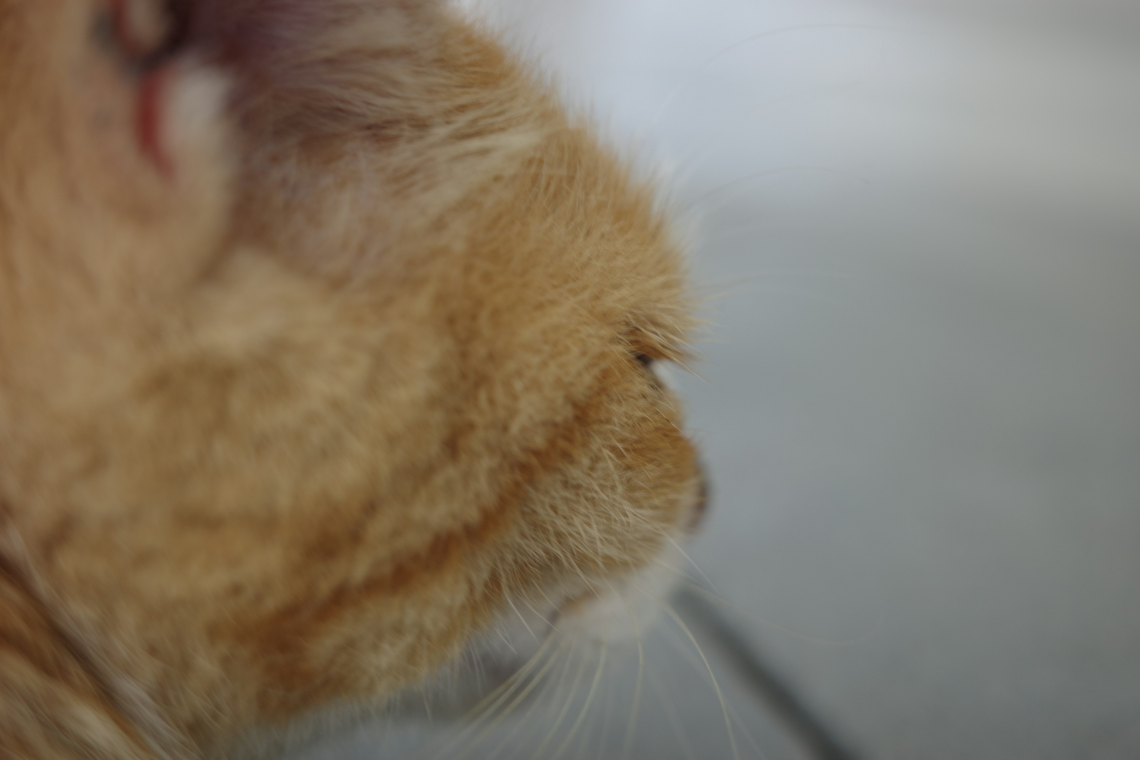 Nahaufnahme des Gesichts einer orangefarbenen Katze, die Fell und Schnurrhaare zeigt