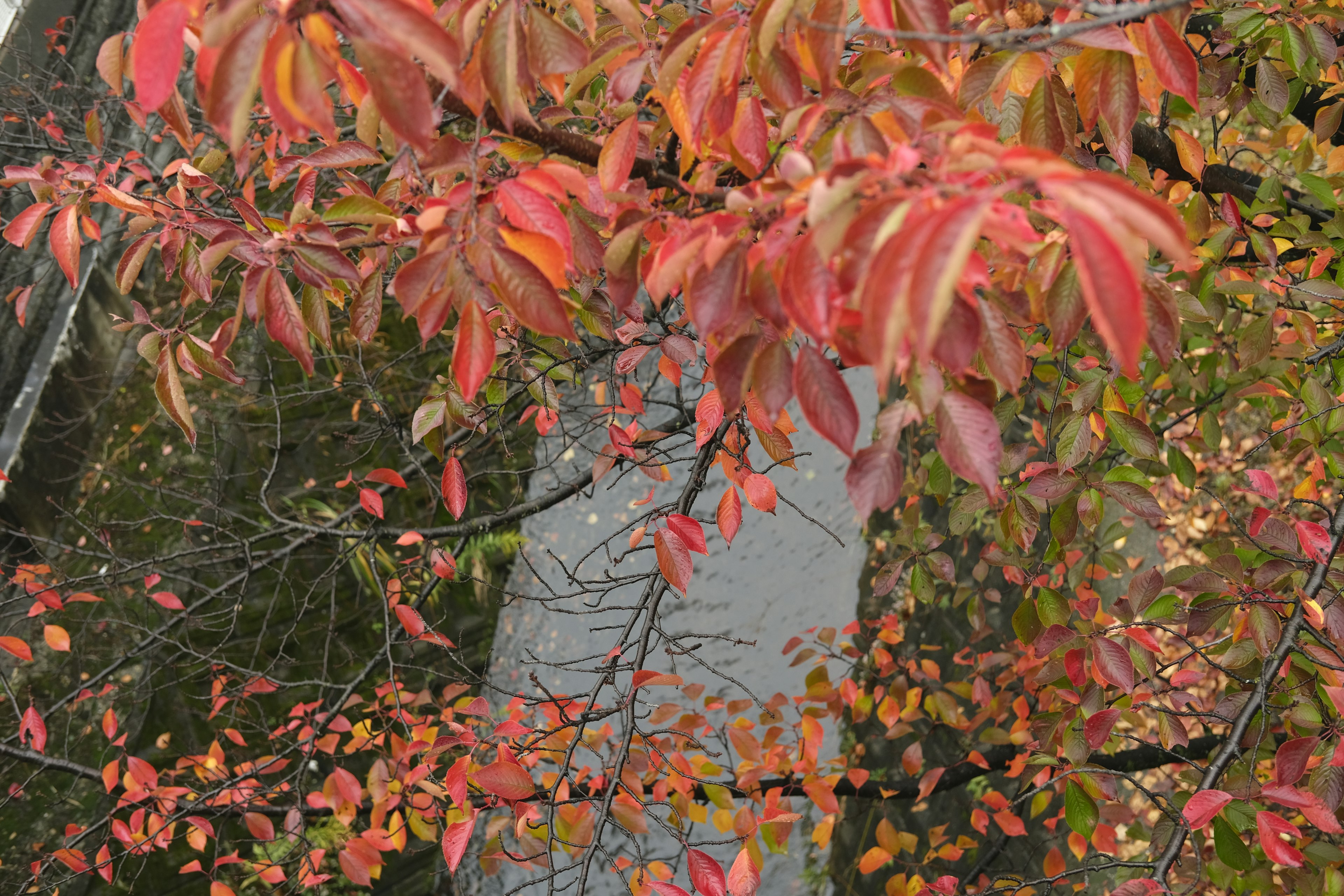 Herbstszene mit Zweigen mit roten und orangefarbenen Blättern