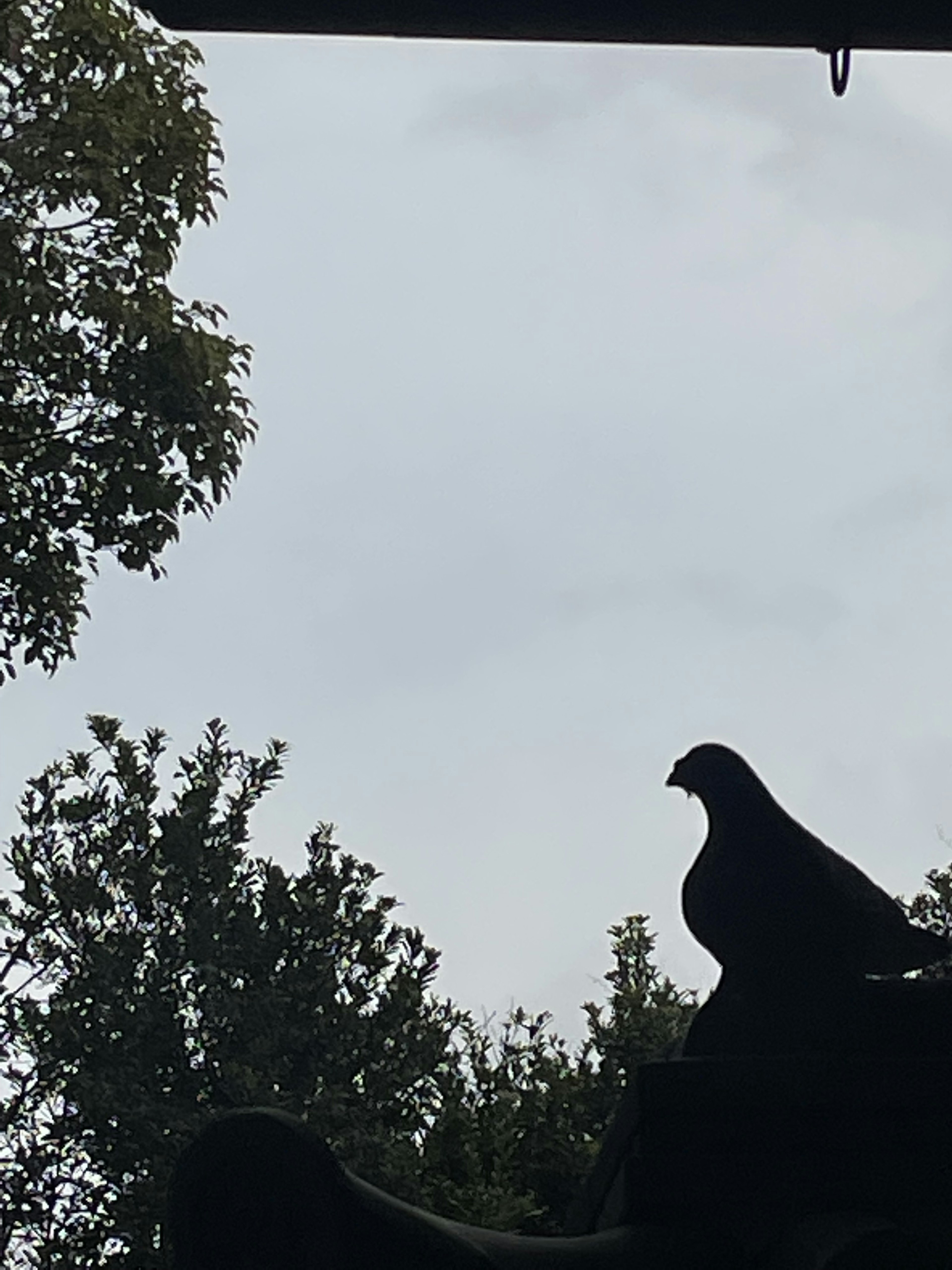 Silhouette of a pigeon perched on a tree with a cloudy sky