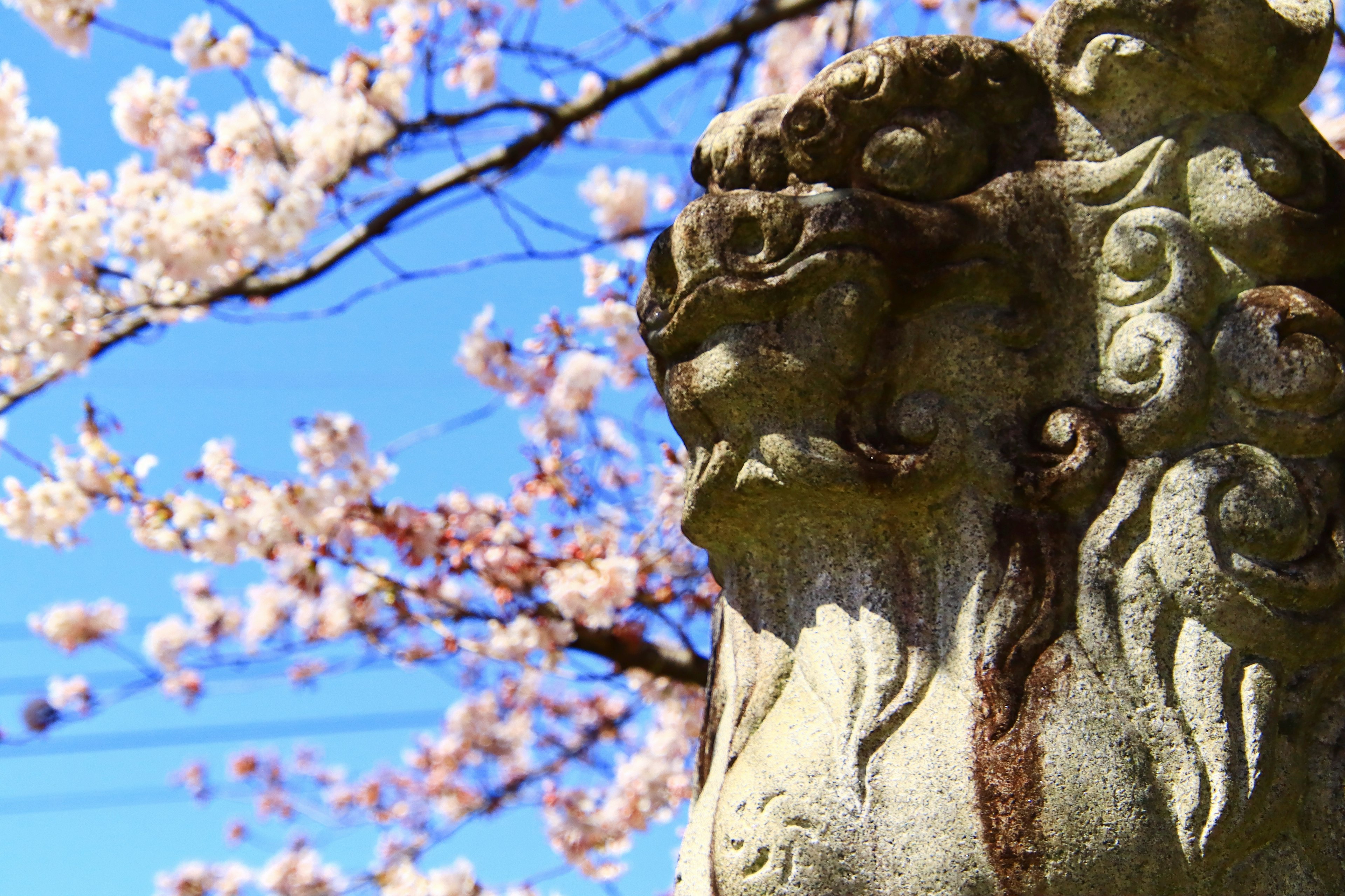 Primo piano di una scultura antica di Komainu davanti a un albero di ciliegio in fiore