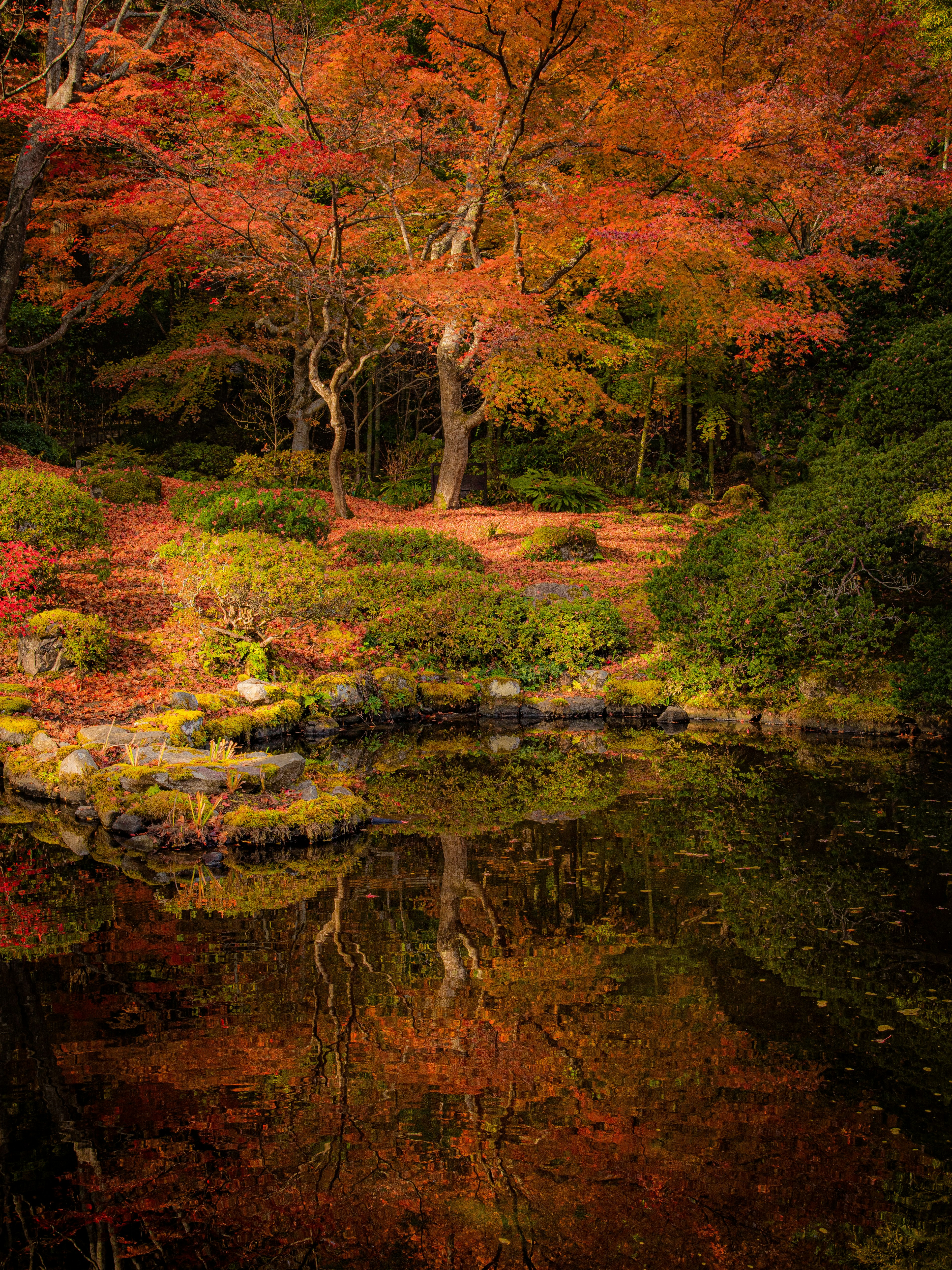 Vista de un estanque reflejando colores otoñales rojos y naranjas vibrantes