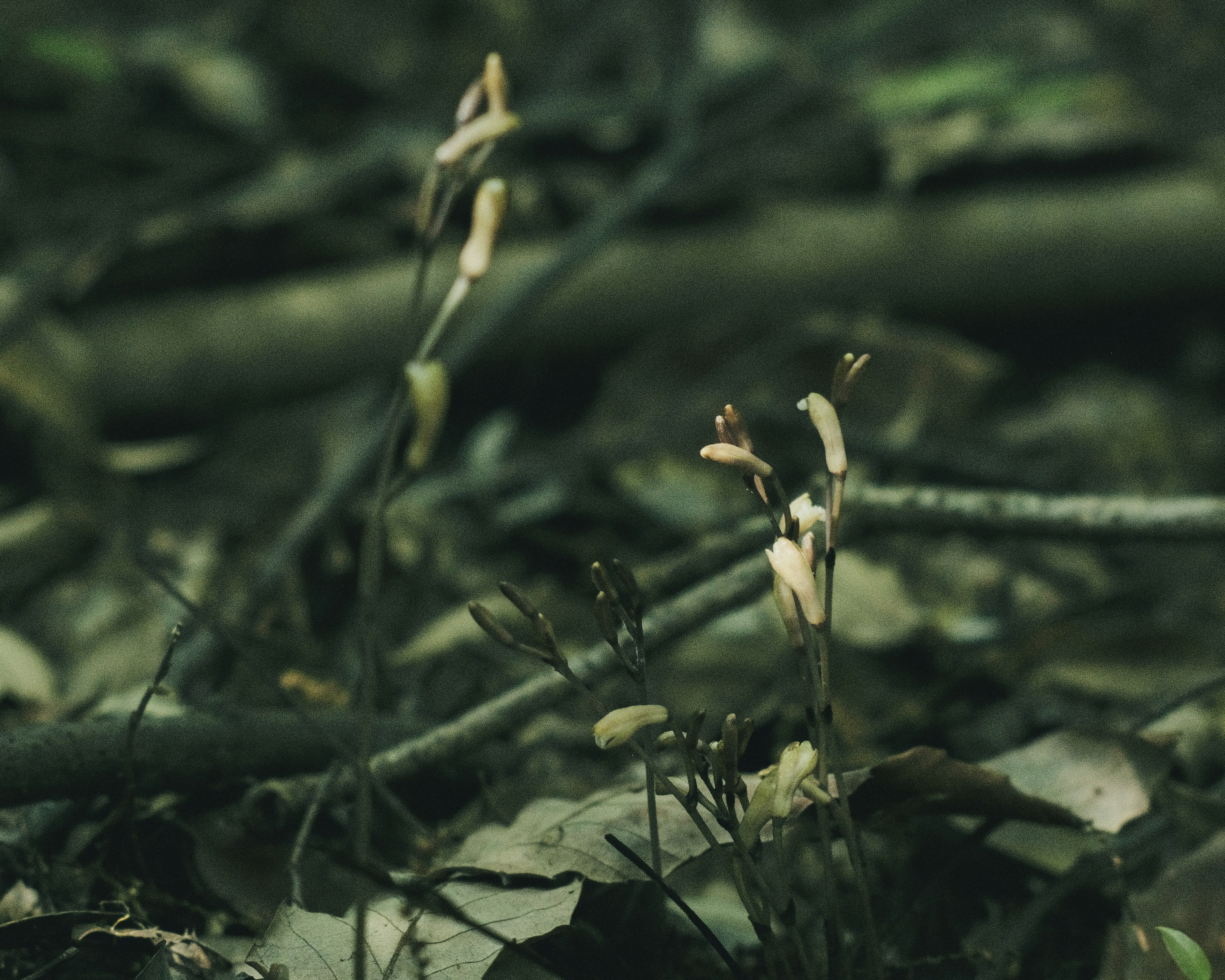 Piccole fiori bianchi tra foglie secche e rami in una foresta buia