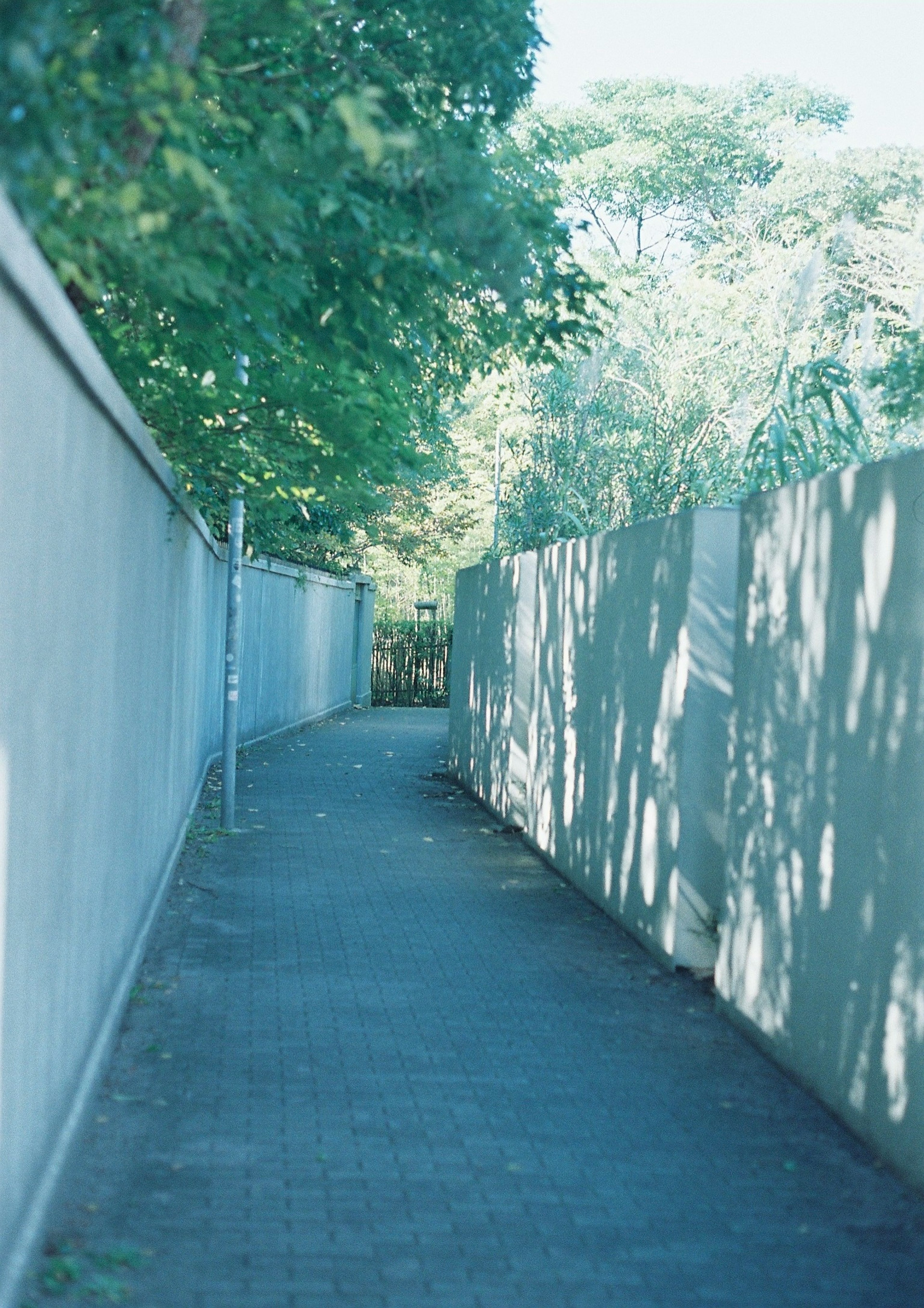 緑の木々に囲まれた静かな歩道の風景