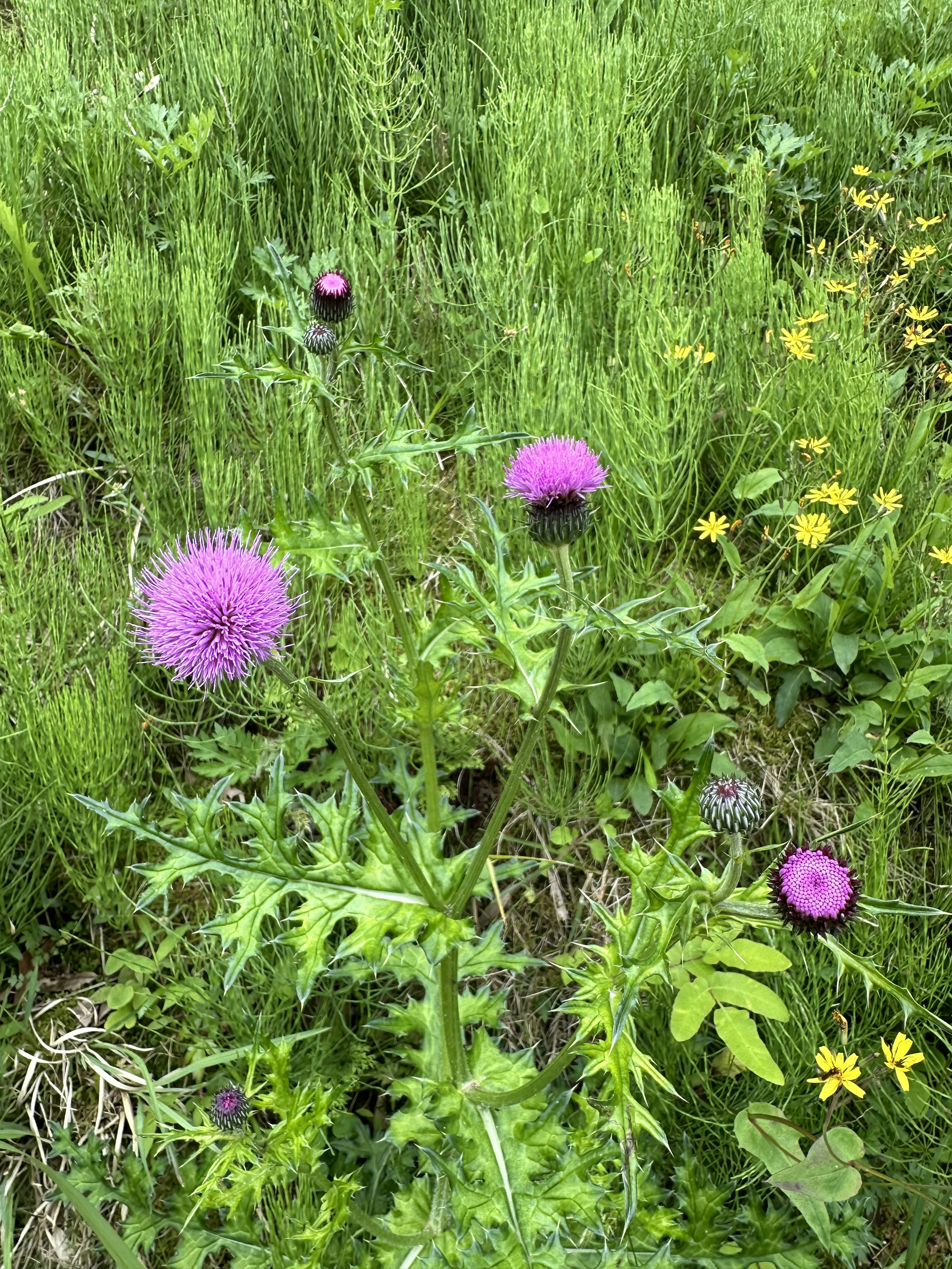 Plantas con flores moradas creciendo entre hierbas verdes