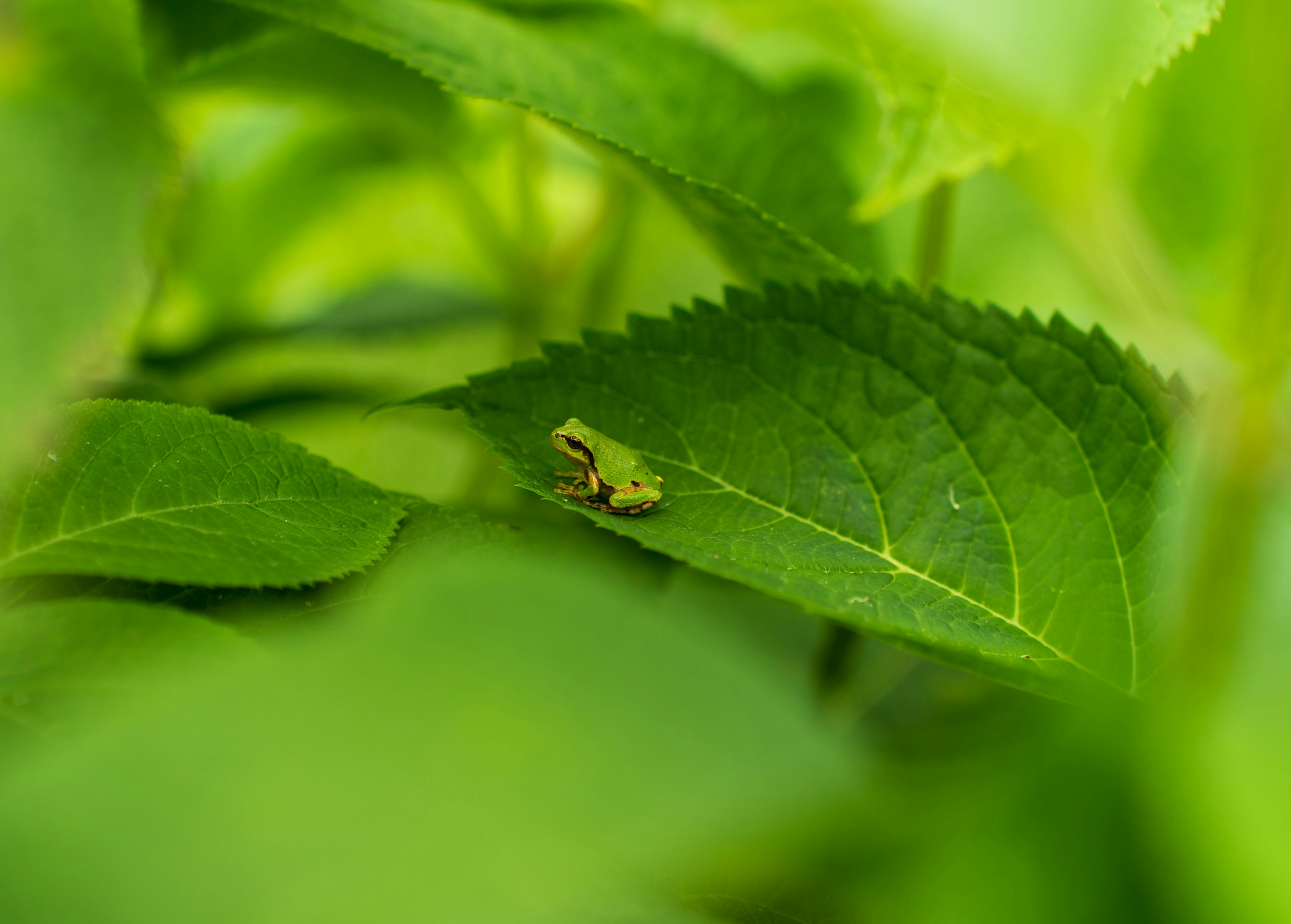A small insect resting on a green leaf surrounded by lush greenery
