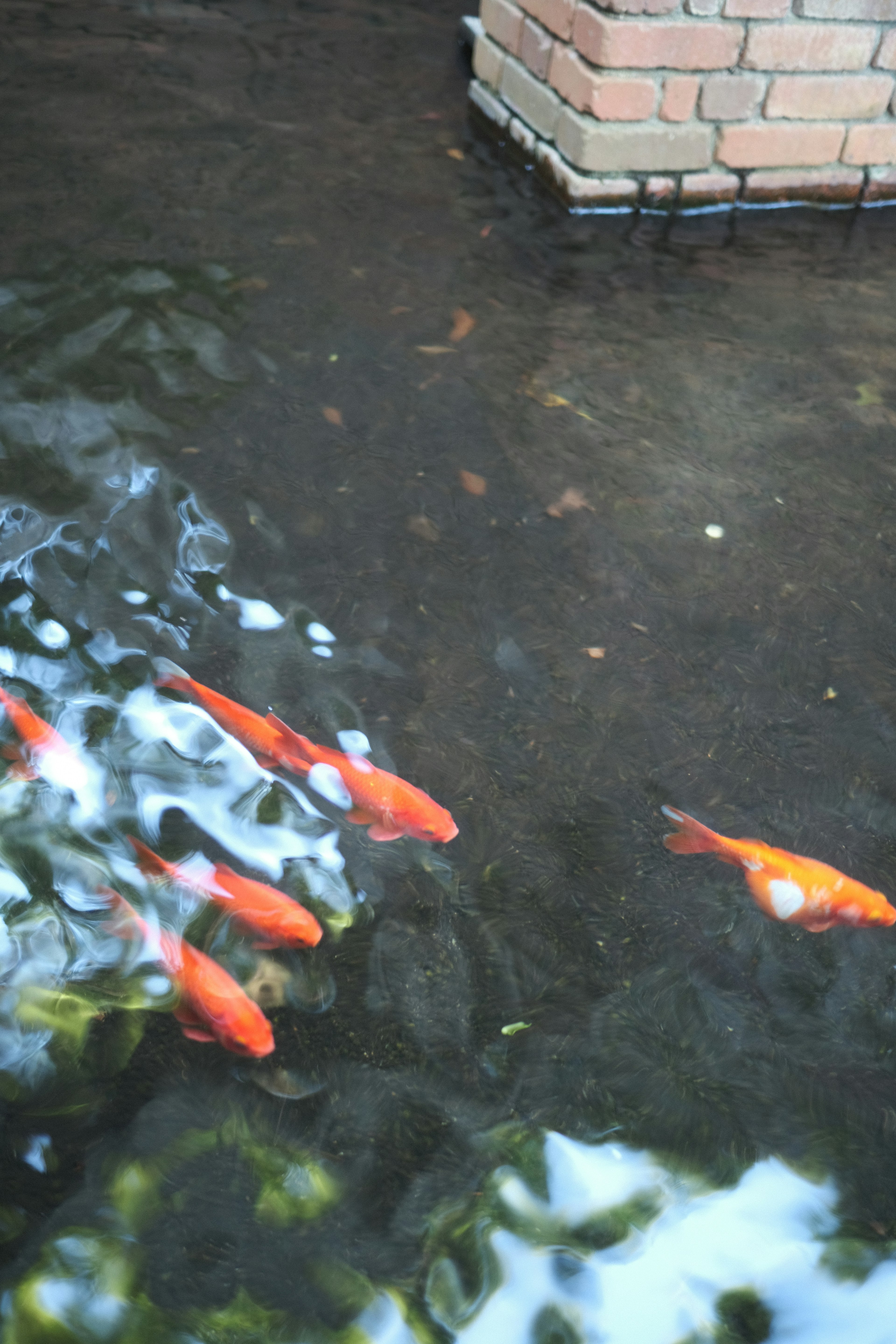 Pesci koi arancioni che nuotano in acqua limpida vicino a un muro di mattoni