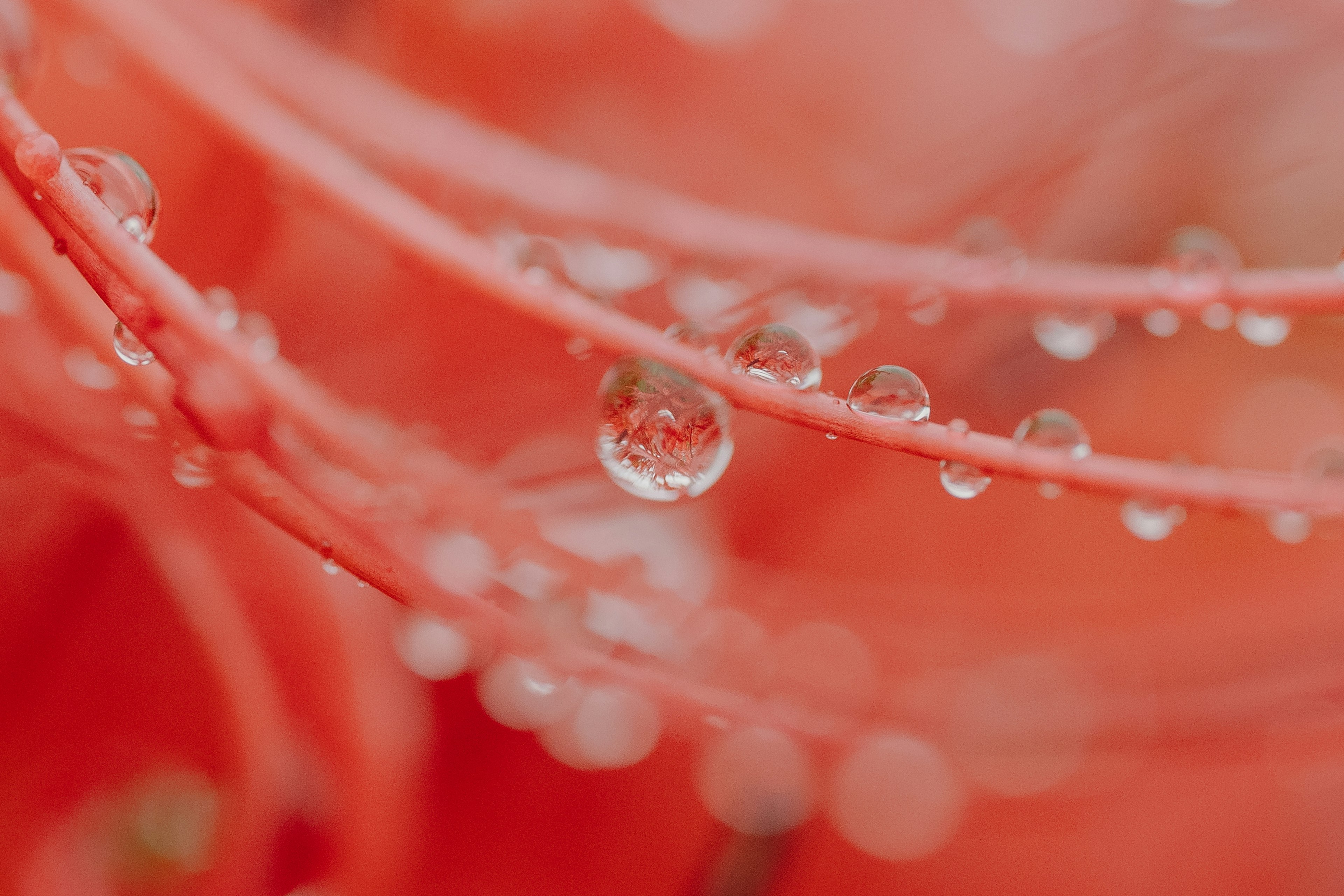 Close-up of water droplets on red flower petals