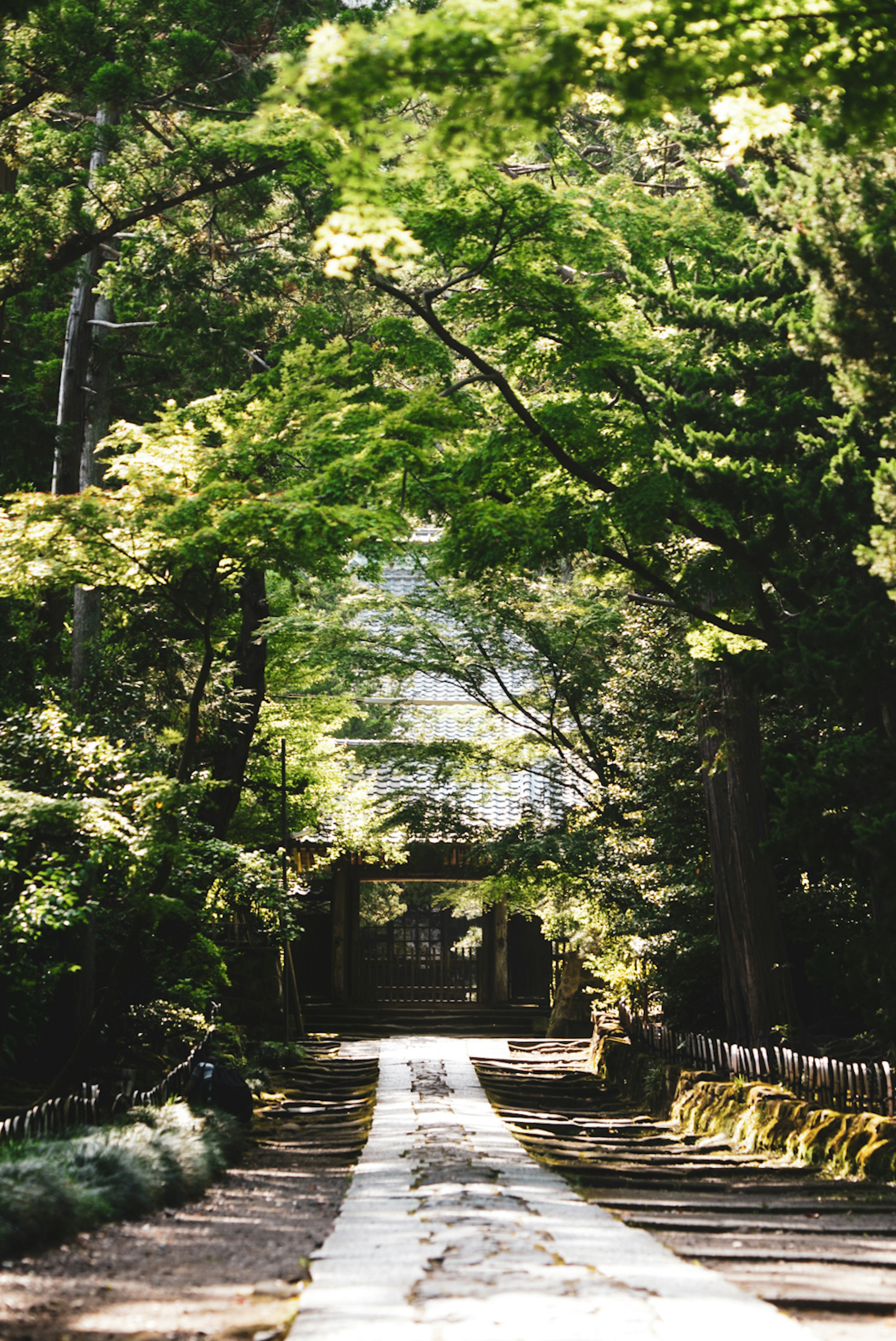 A tranquil path surrounded by lush green trees