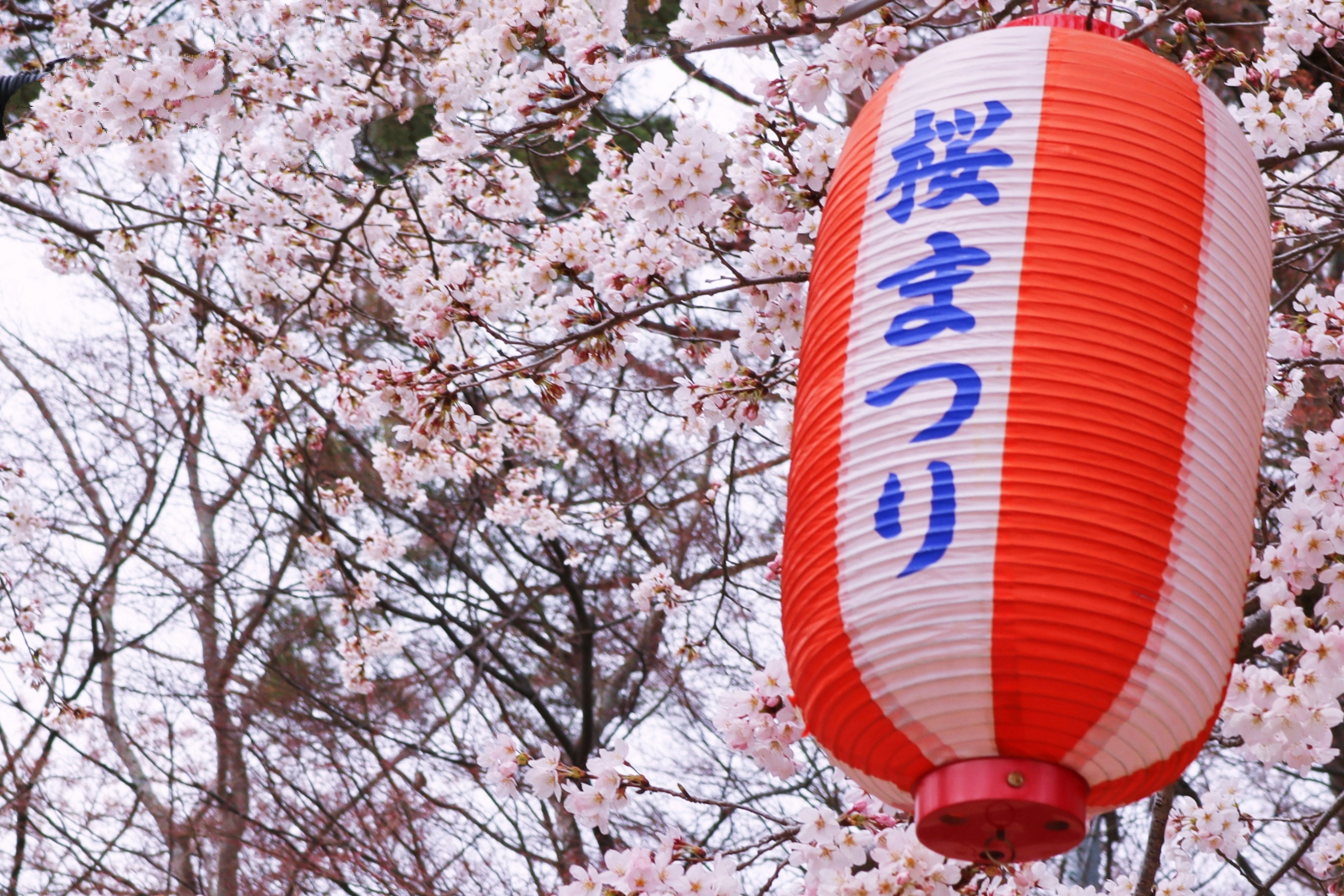 โคมไฟสีแดงที่มีคำว่า Sakura Matsuri อยู่ในพื้นหลังของดอกซากุระ