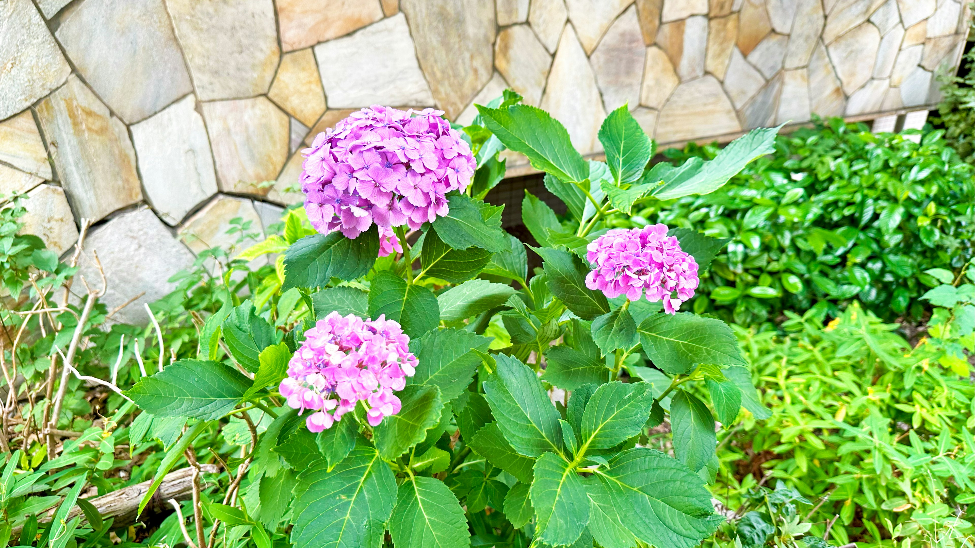 紫色のアジサイの花が緑の葉の中に咲いている