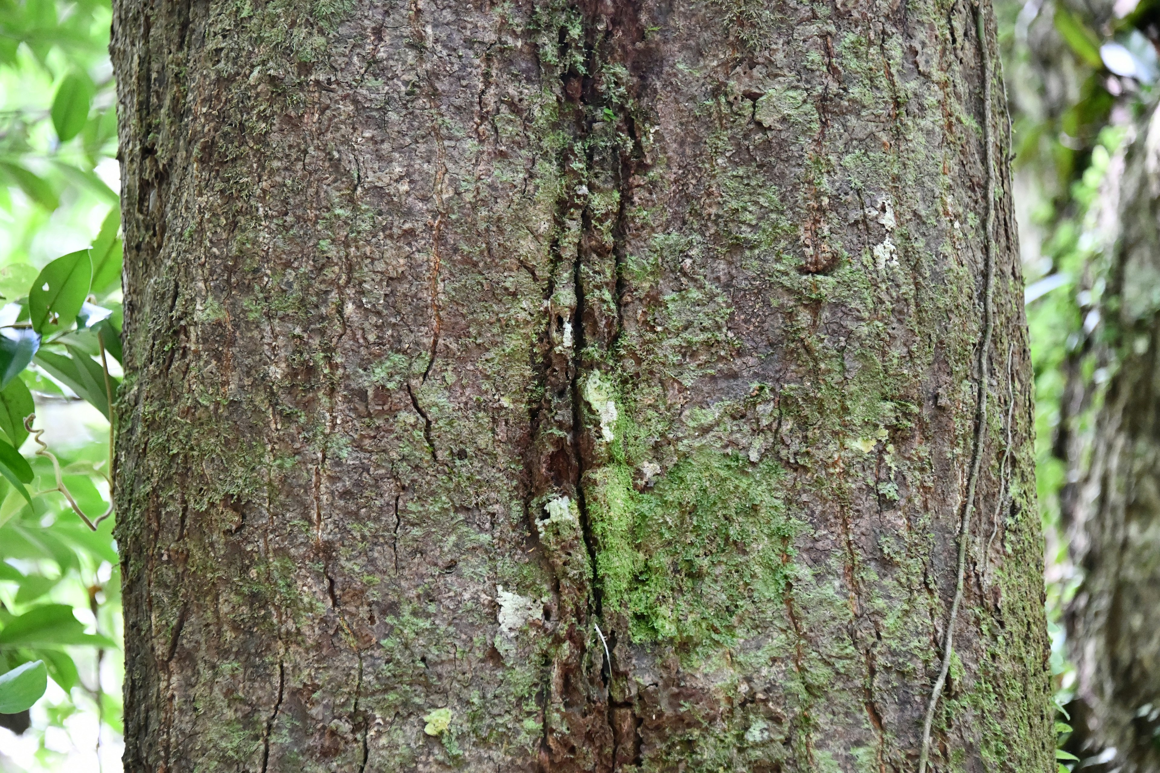 Textured tree trunk with green moss and visible cracks