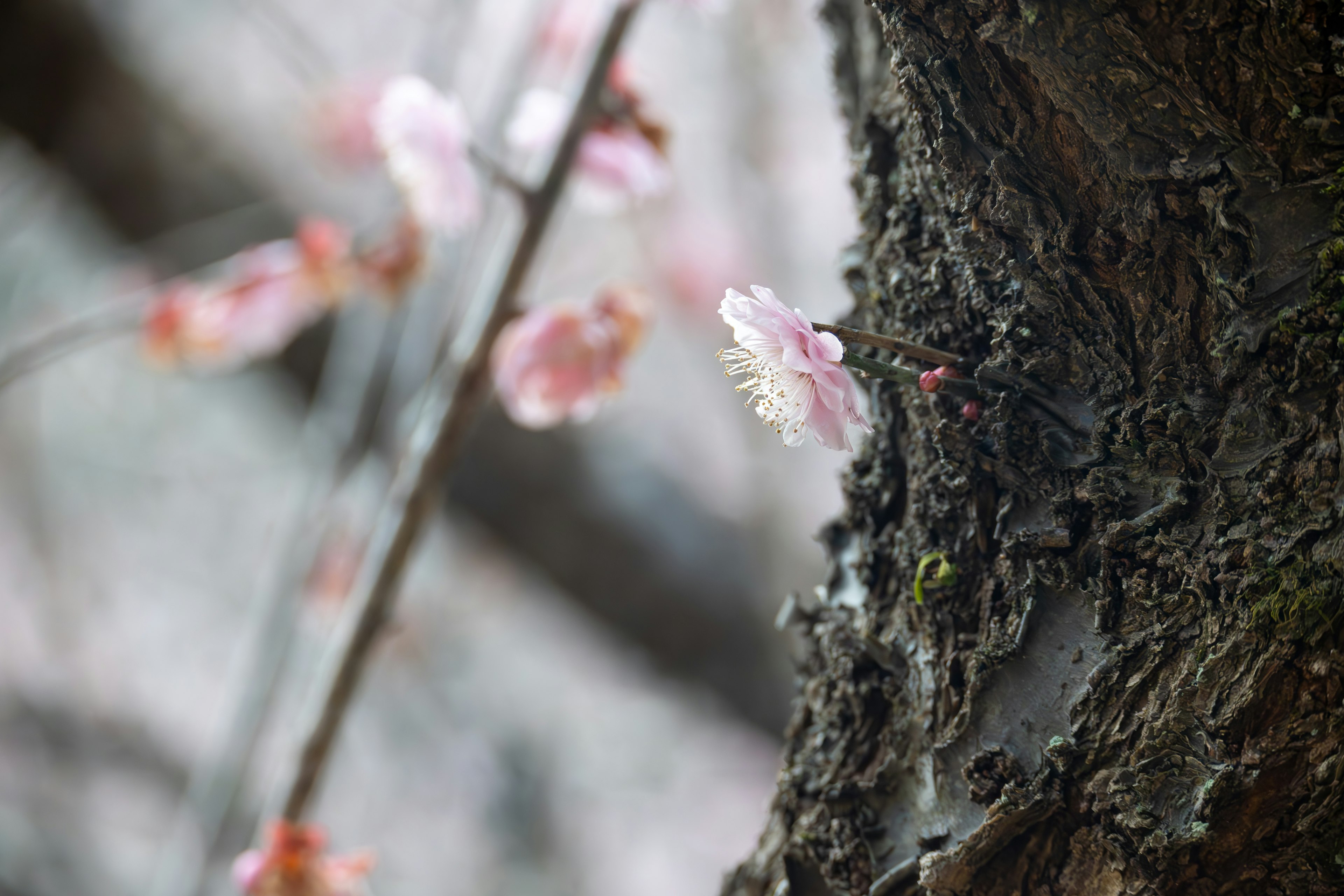 Close-up bunga sakura dan kulit pohon yang menunjukkan keindahan alam