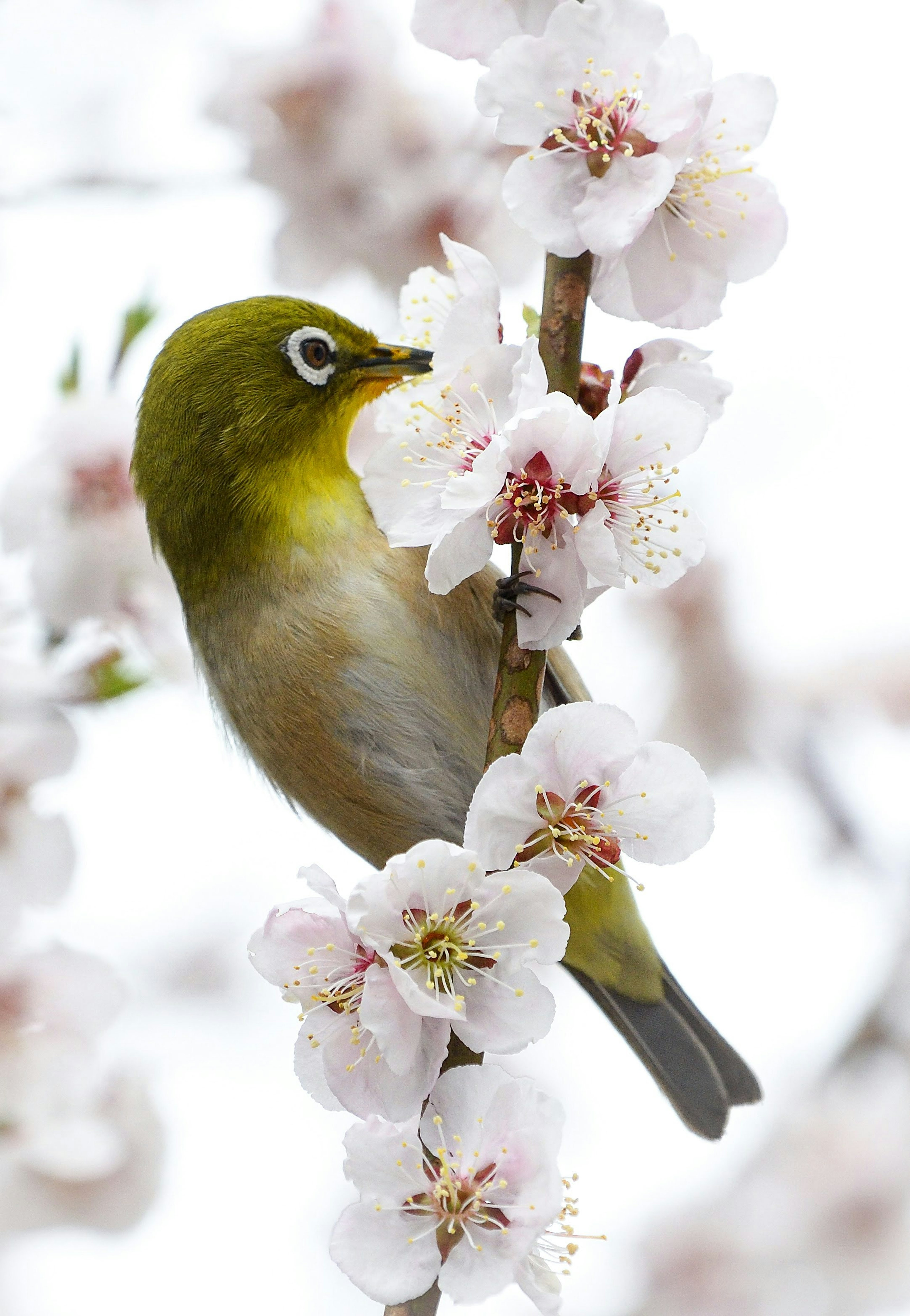 A small bird sipping nectar from beautiful cherry blossoms