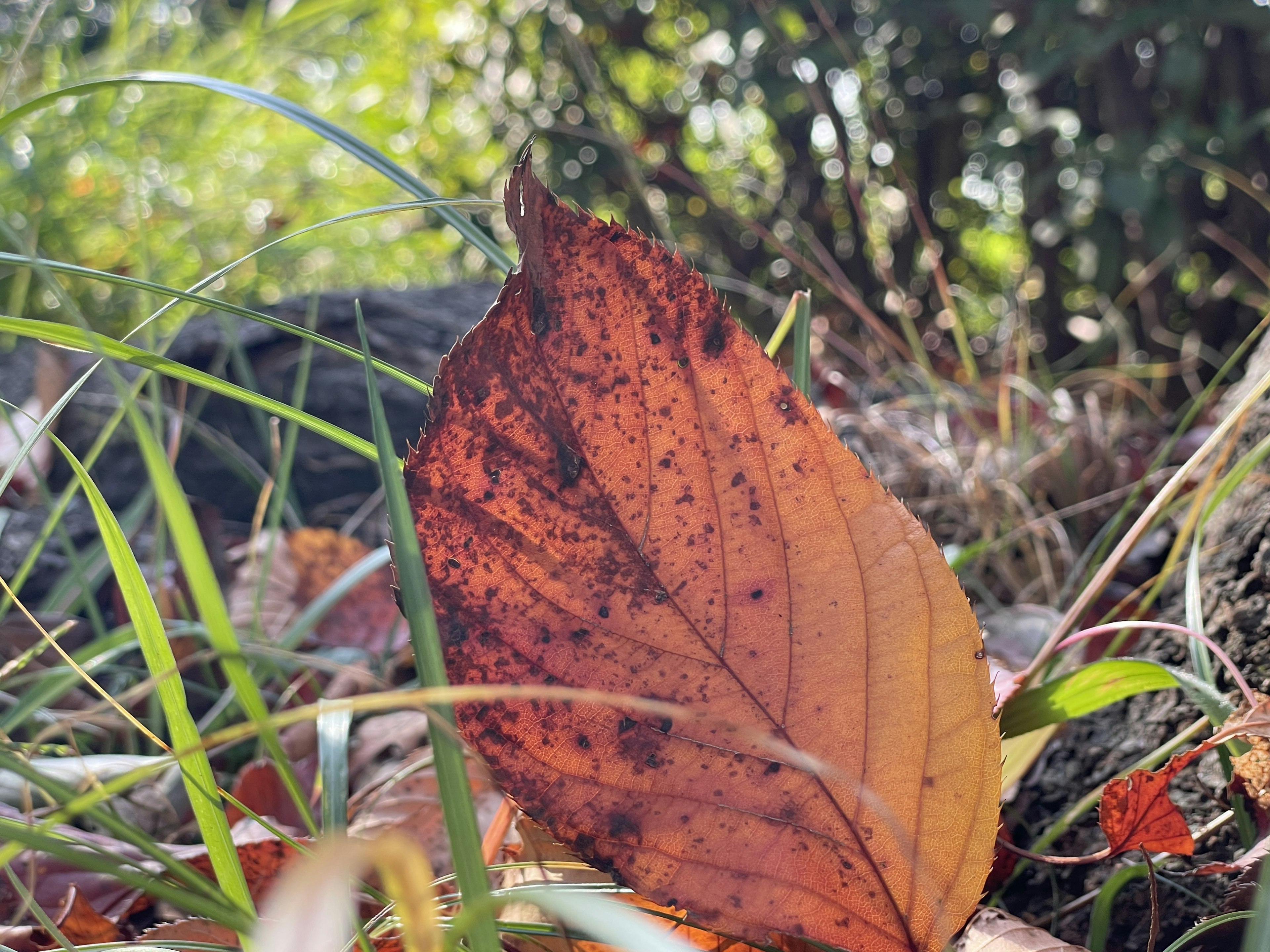 A vibrant autumn leaf resting among grass and foliage