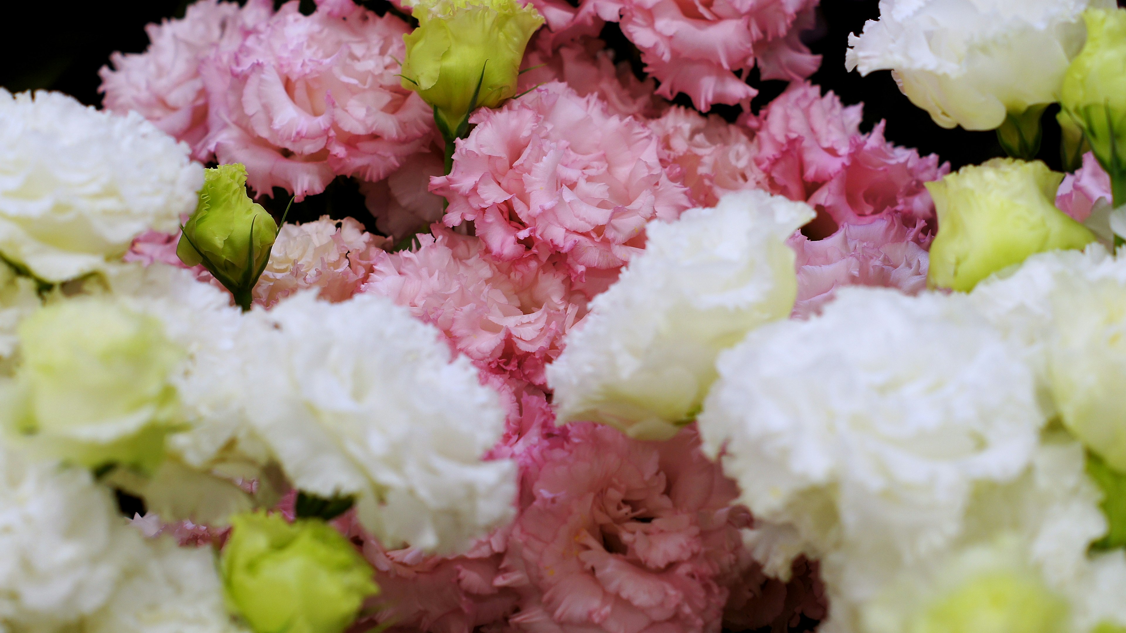 Ramo de claveles con hermosas flores rosas y blancas mezcladas