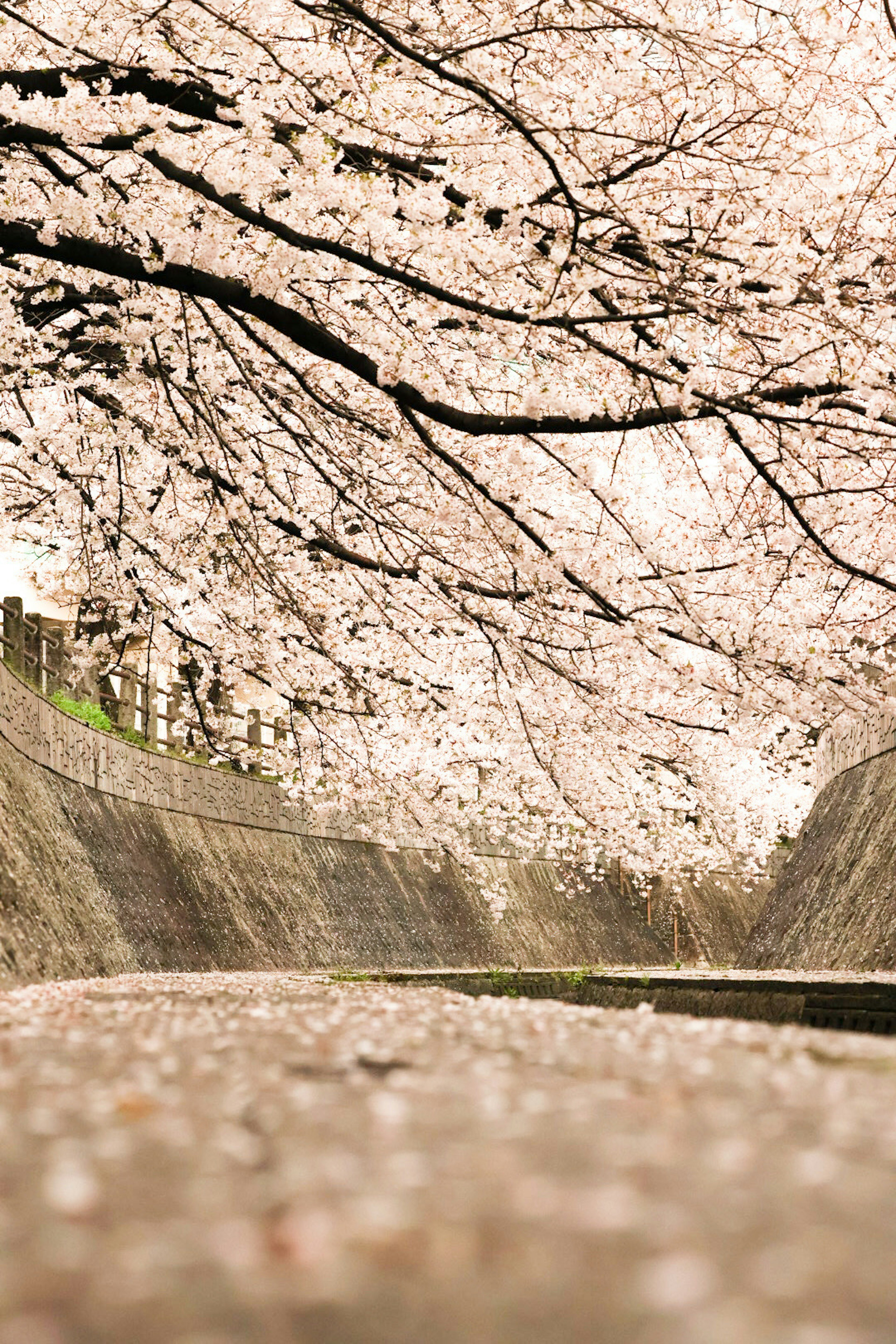 桜の木が咲いている風景と川の近くの道