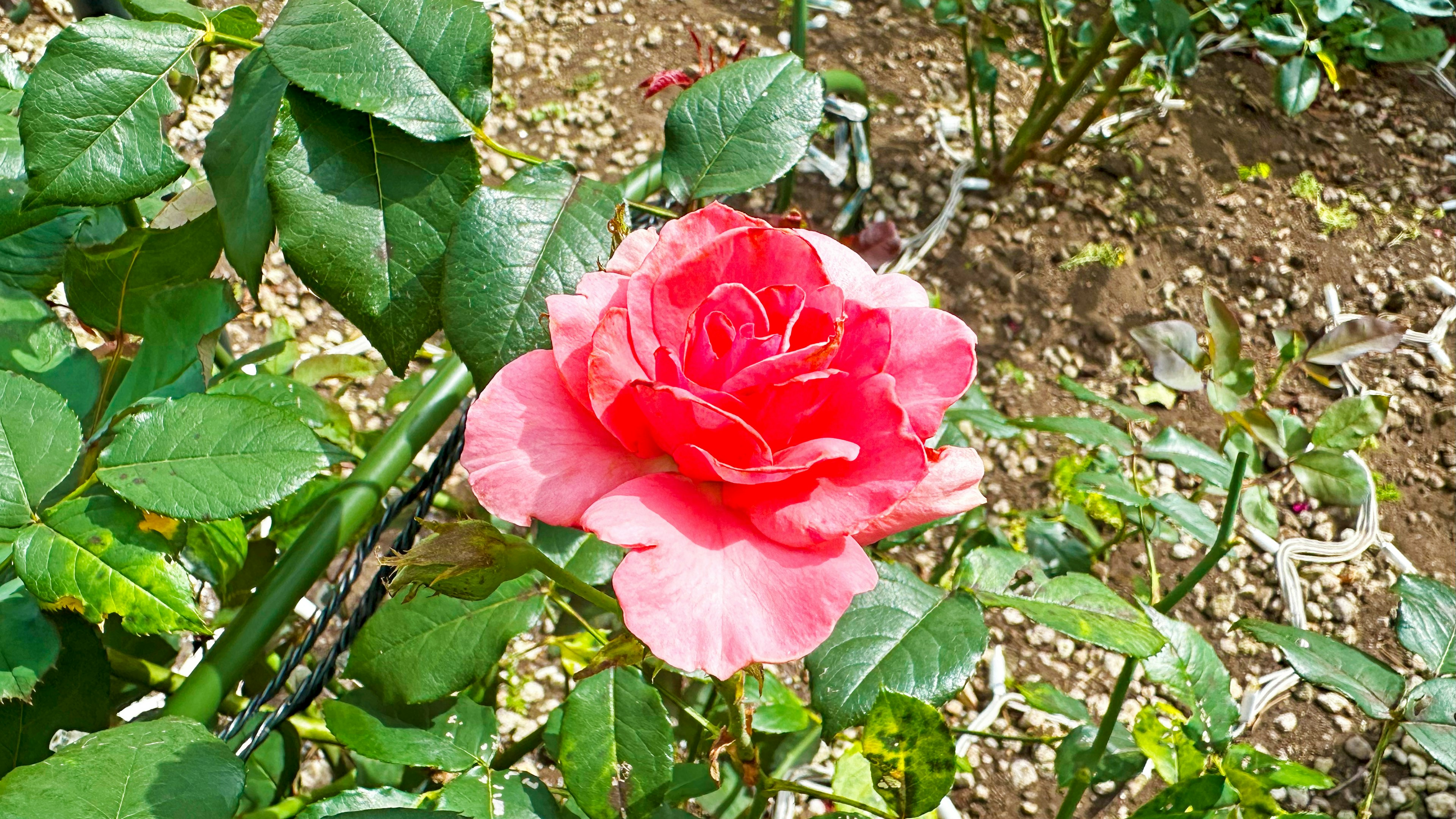 Une belle rose rose entourée de feuilles vertes