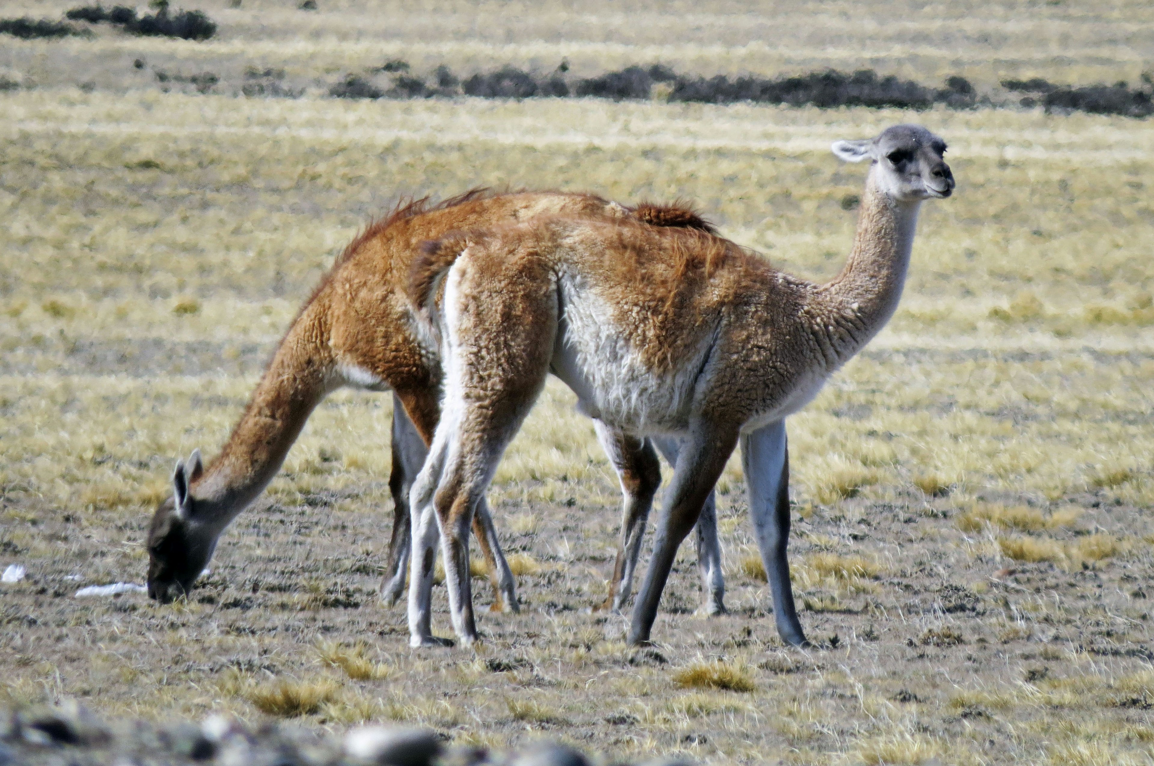 Gruppe von Guanacos, die auf der Graslandschaft grasen