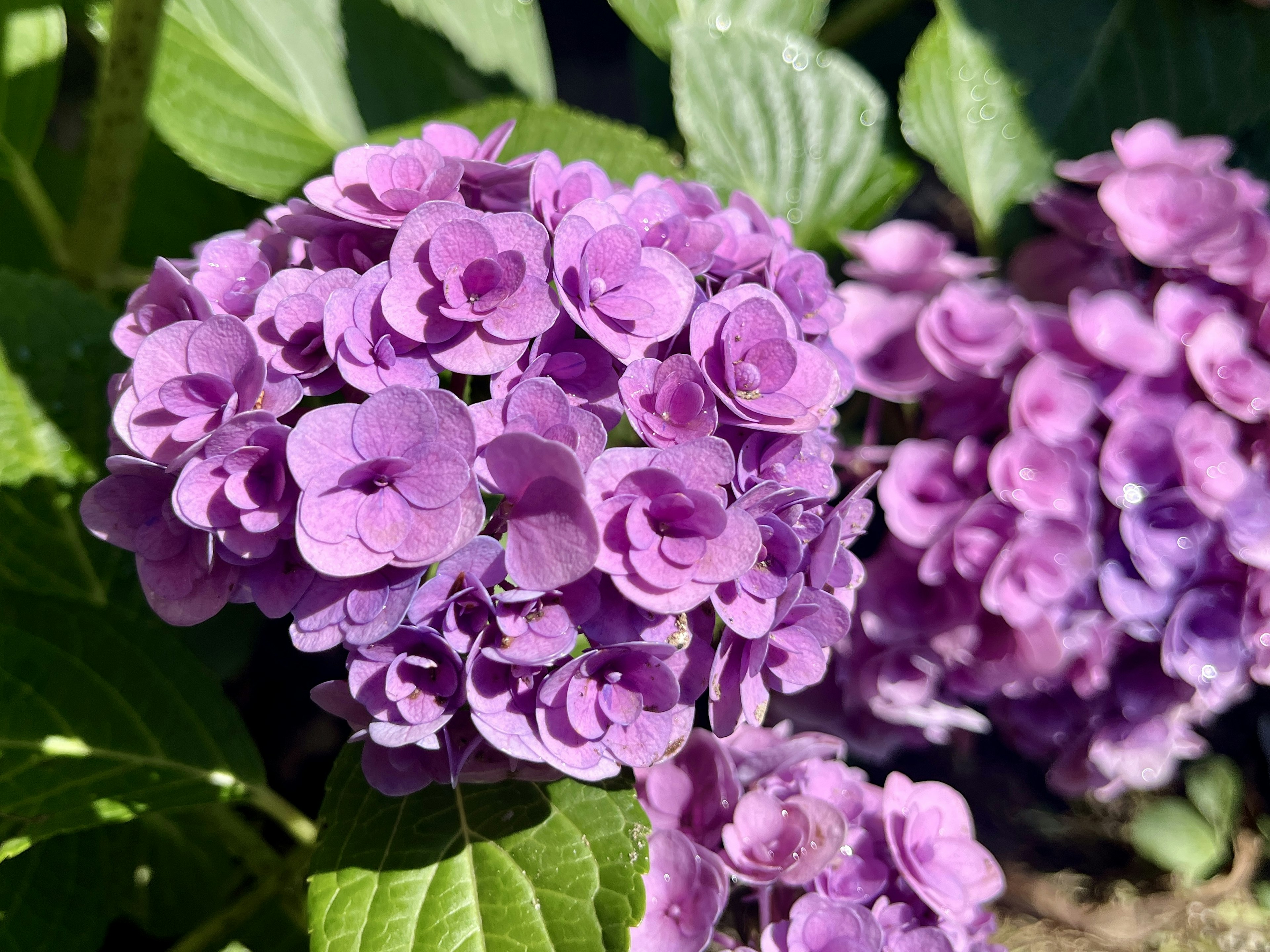 Primo piano di fiori di ortensia viola in piena fioritura