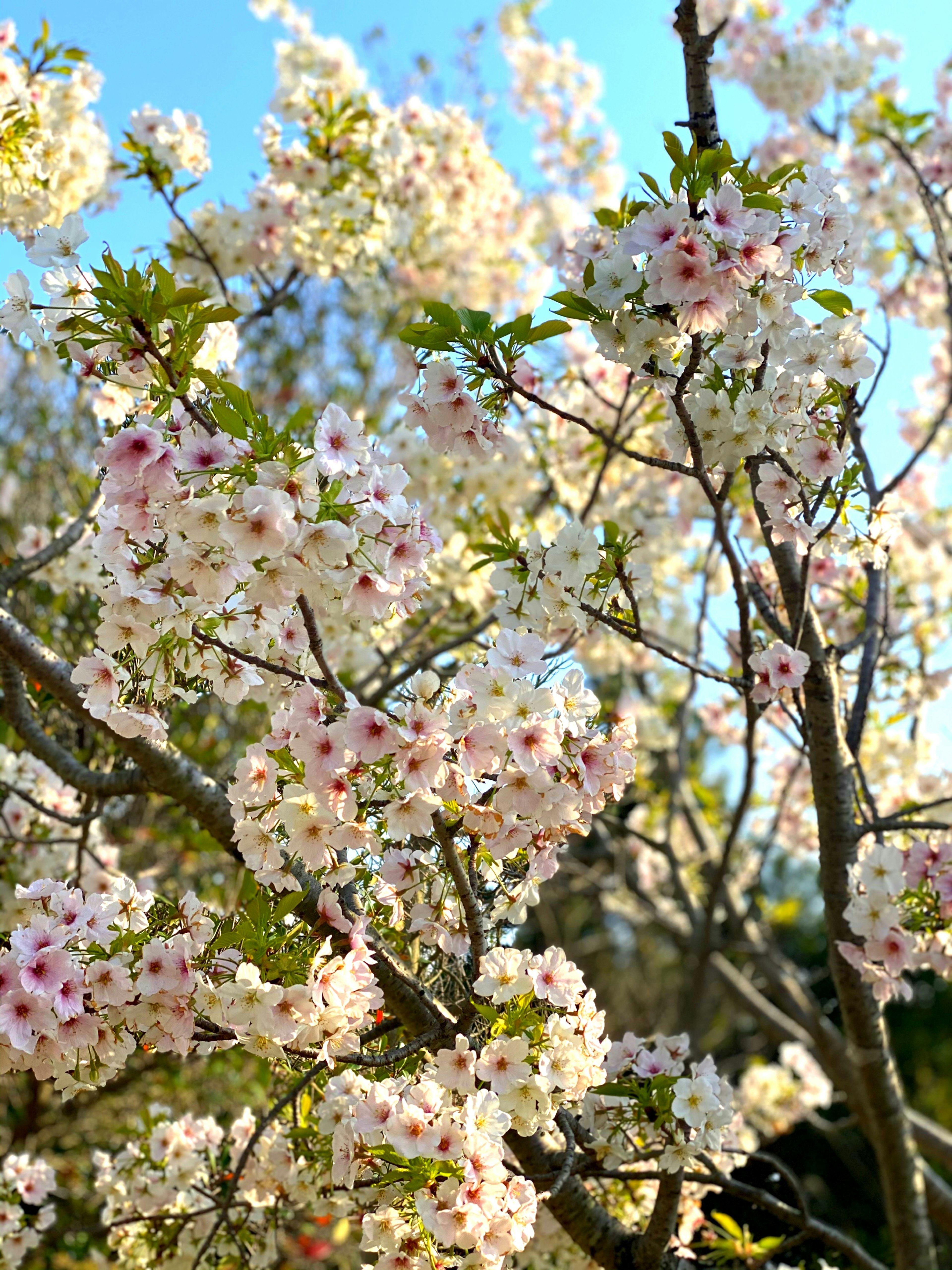 Cabang bunga sakura yang indah sedang mekar