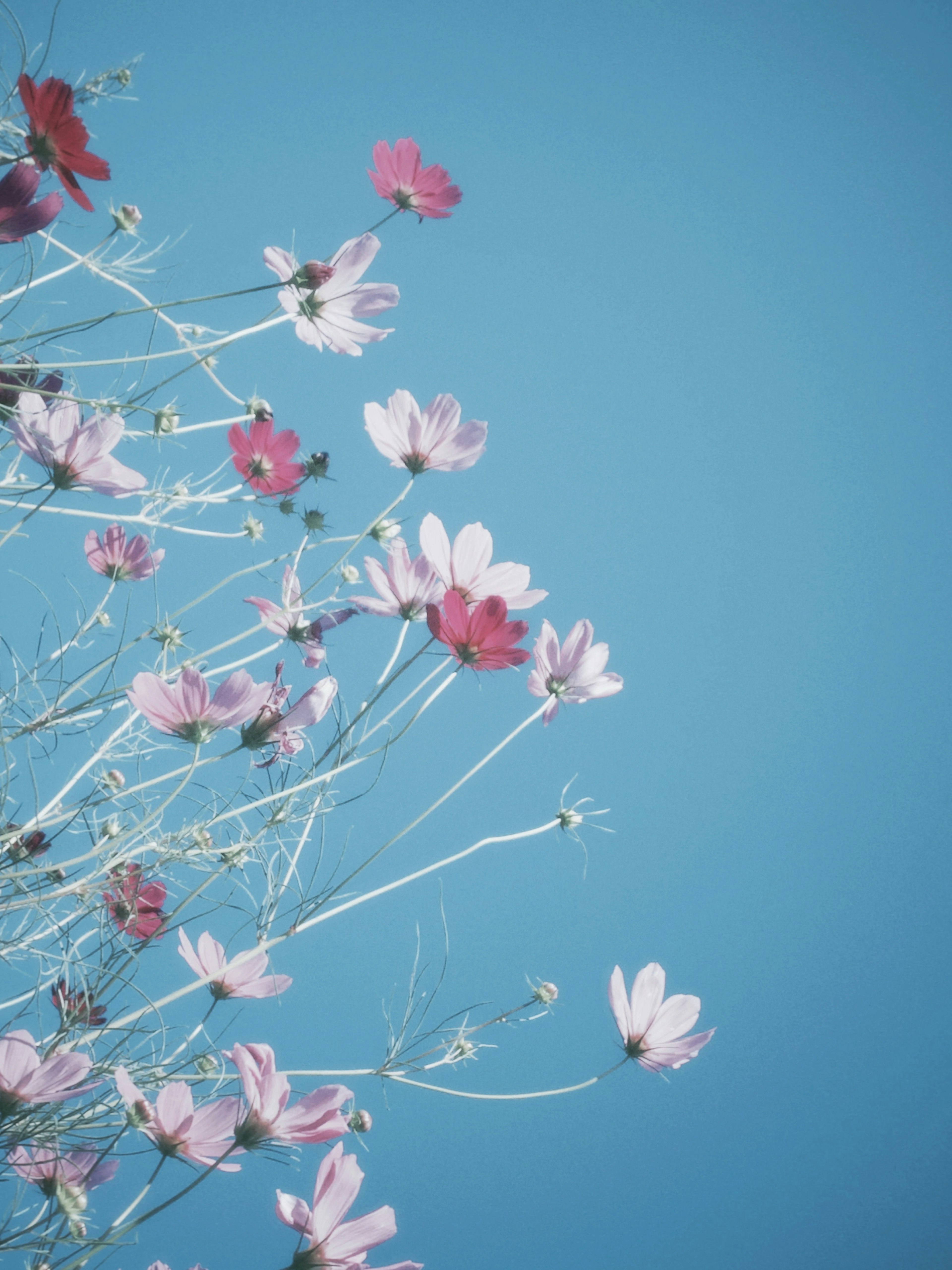 青空を背景にしたピンクの花々のクローズアップ