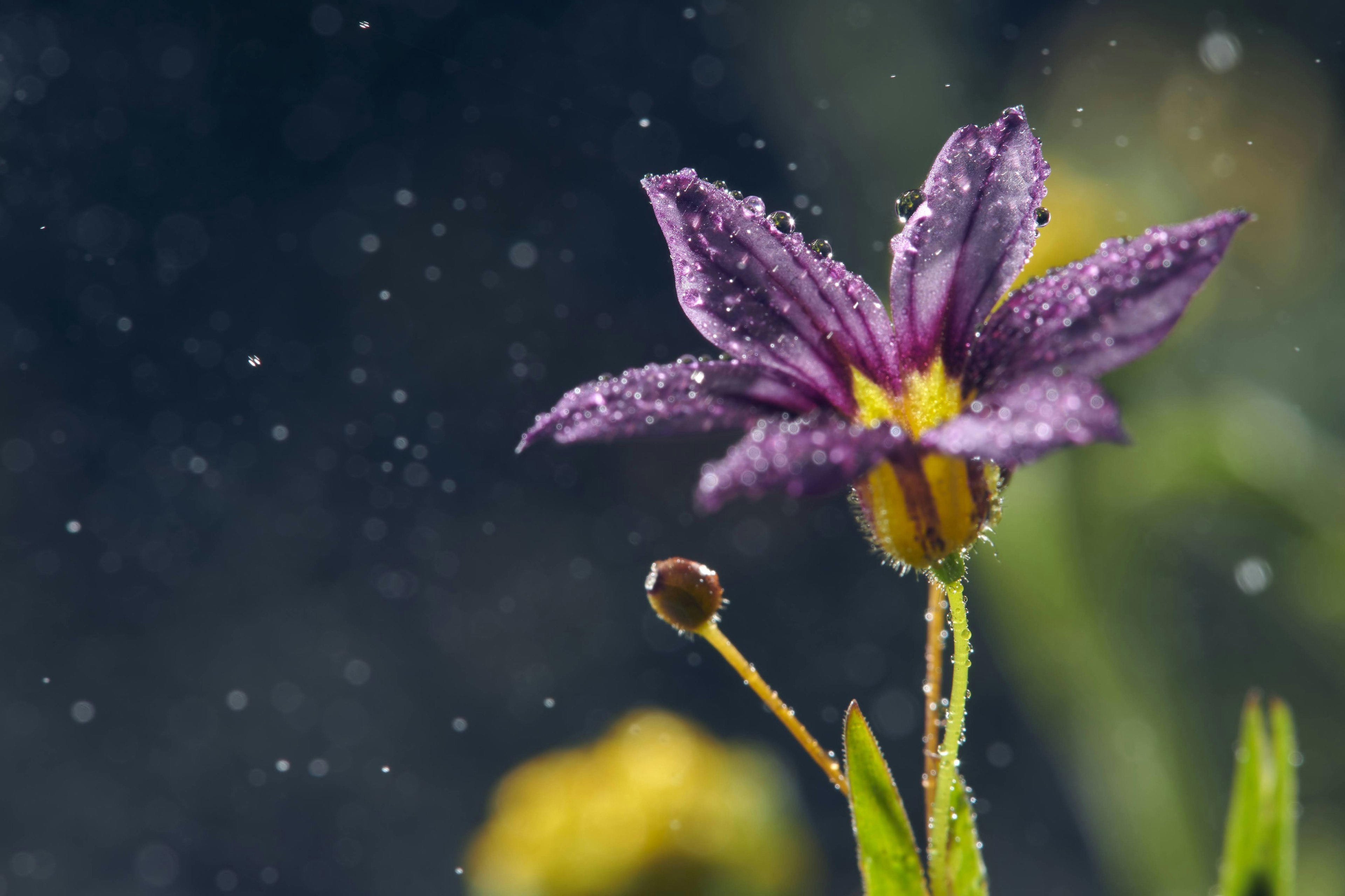 ดอกไม้สีม่วงบานในสายฝนพร้อมหยดน้ำ