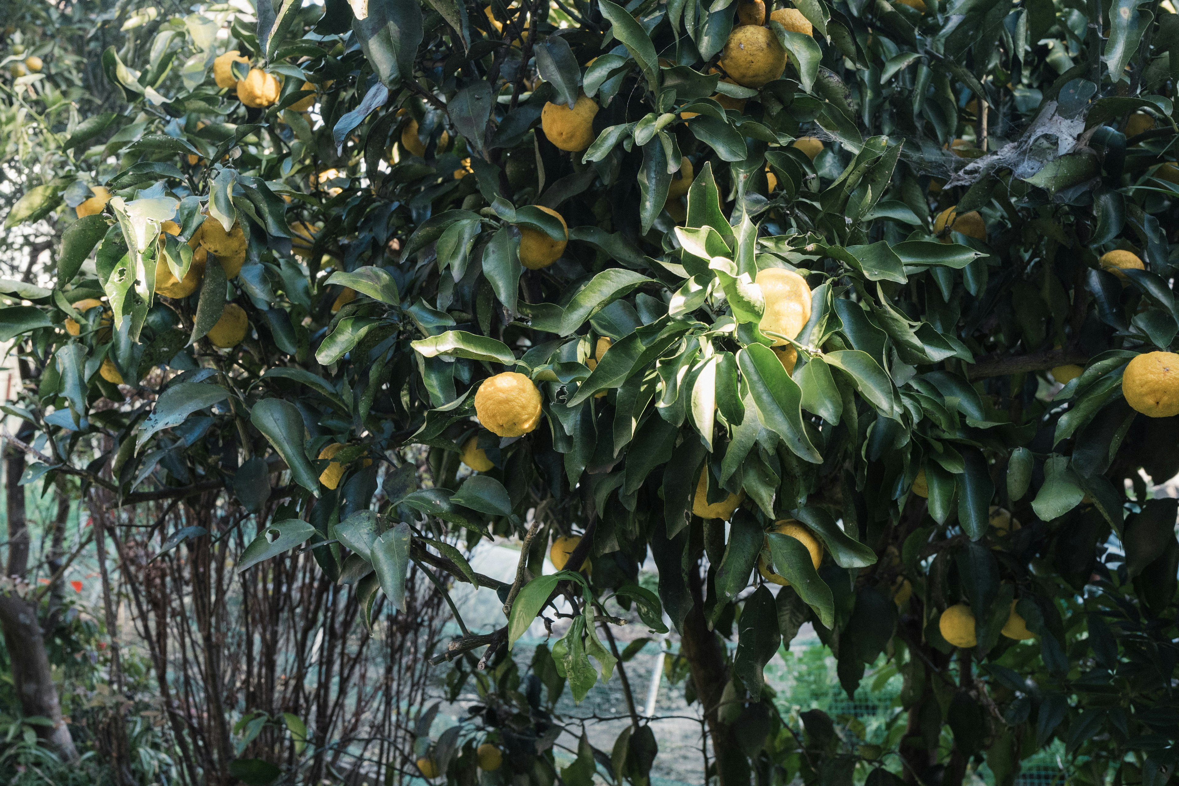 Yuzu tree with yellow fruits and green leaves