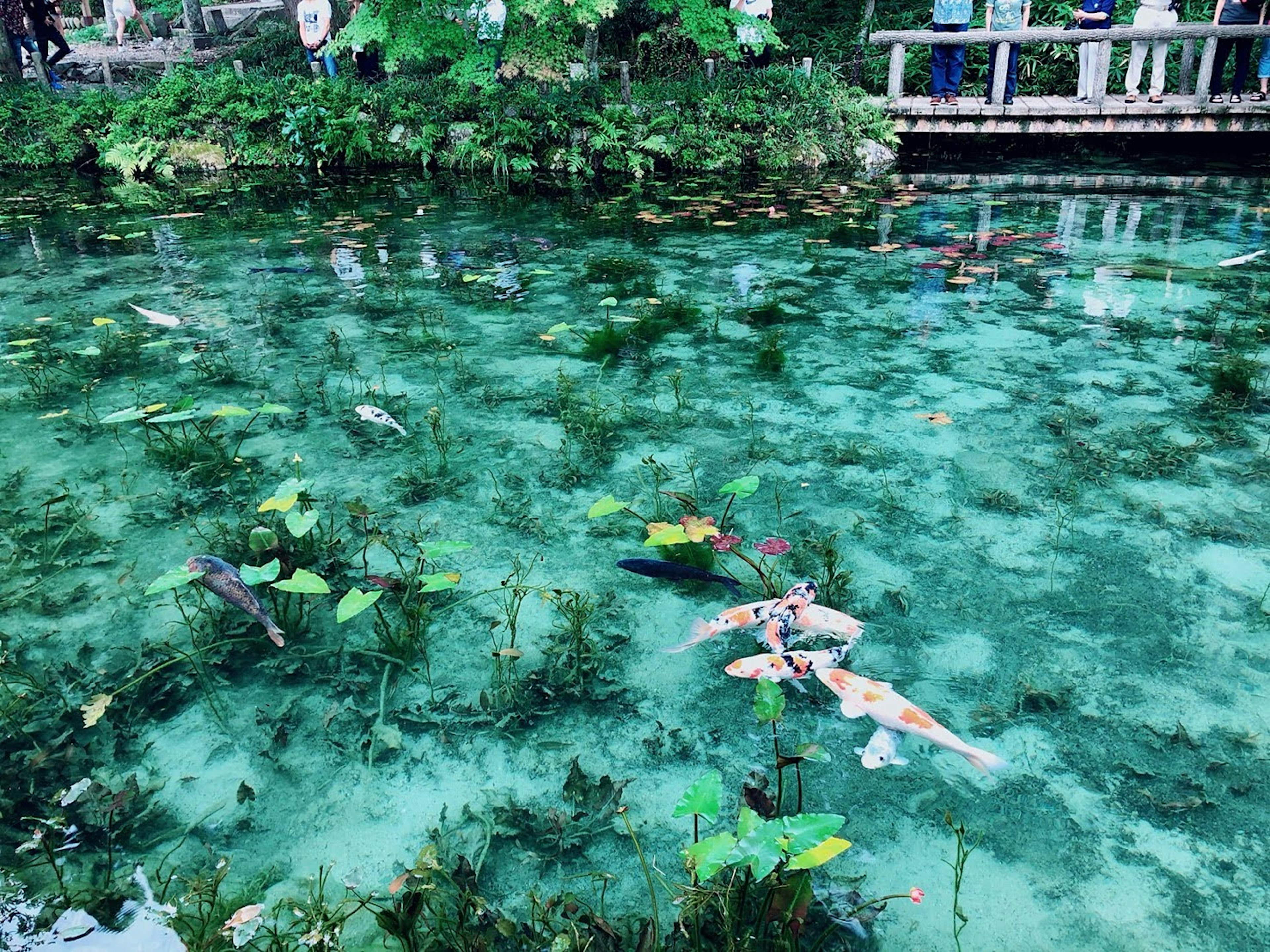 透明な水面に泳ぐ魚と水草が見える池の風景