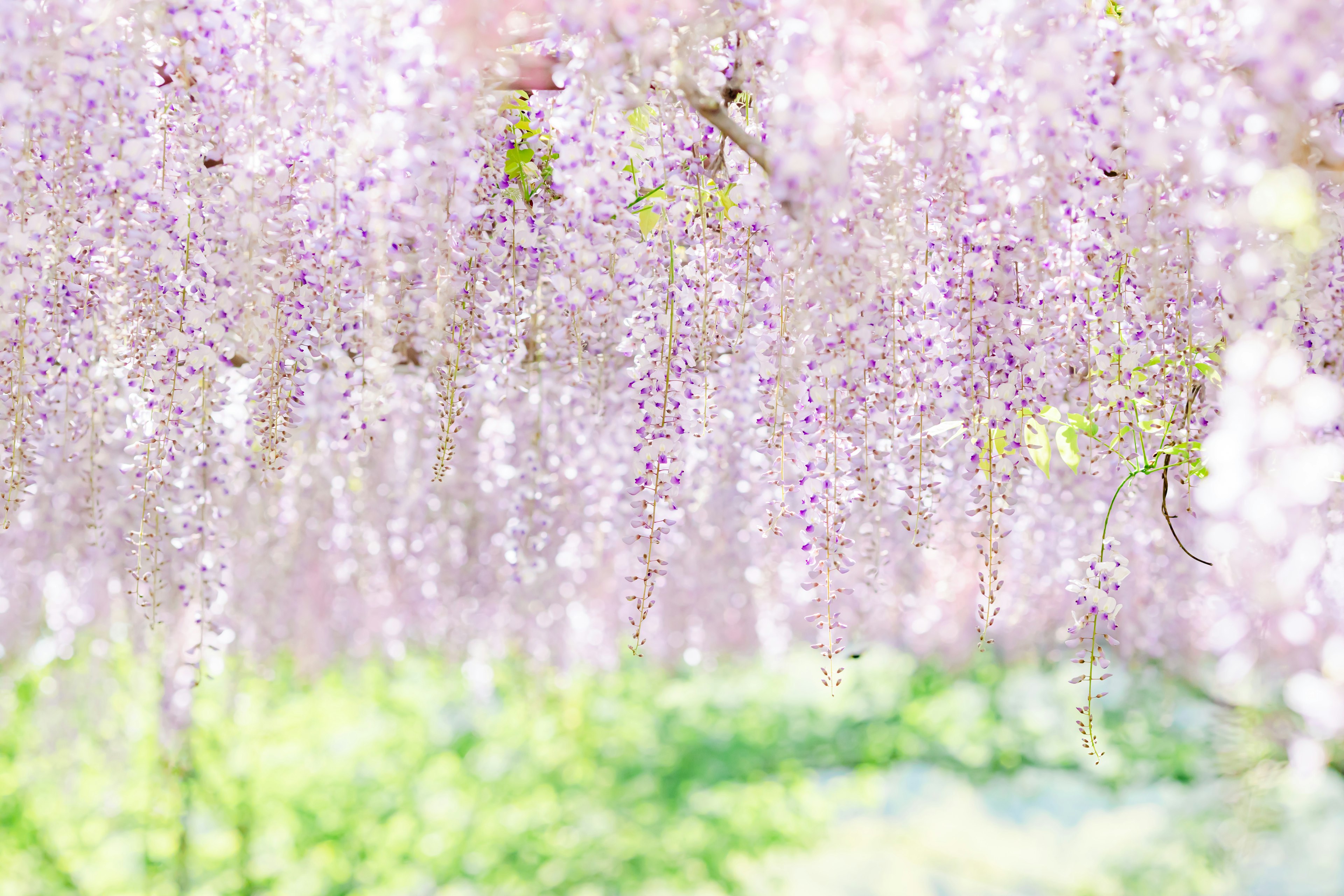 Hermosa escena de flores de glicinia violeta claro en cascada