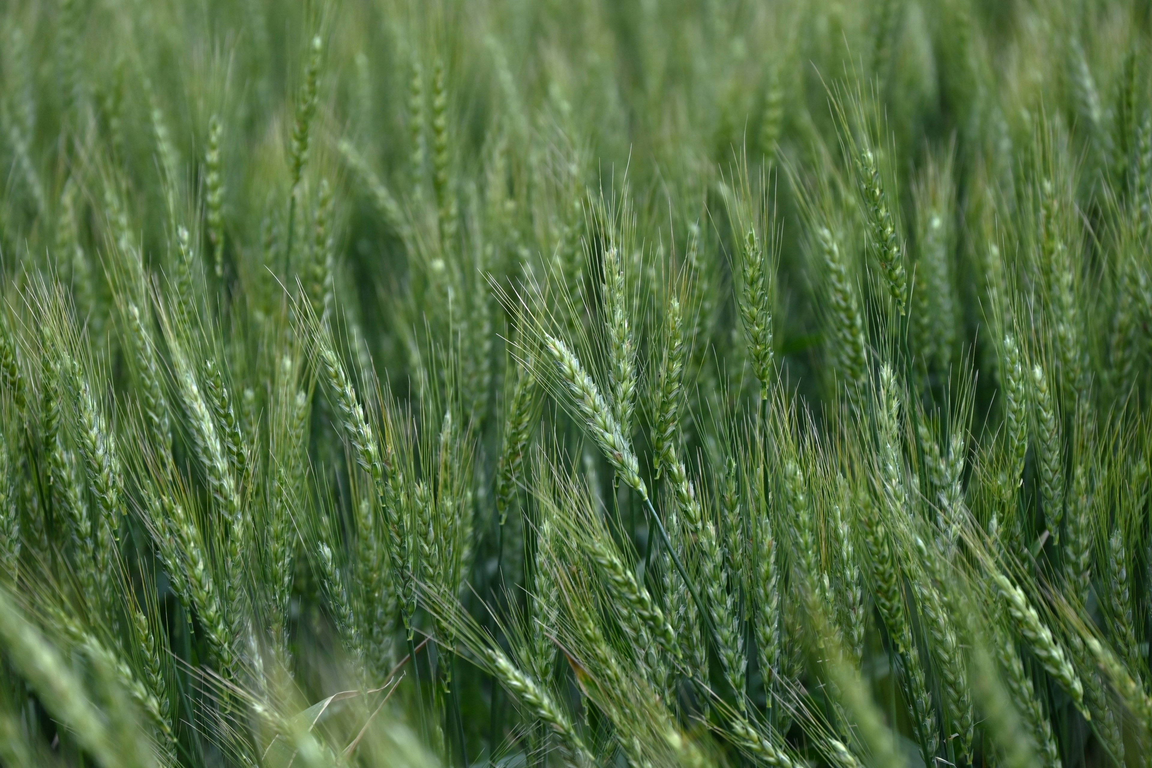 Espigas de trigo verdes balanceándose en el viento