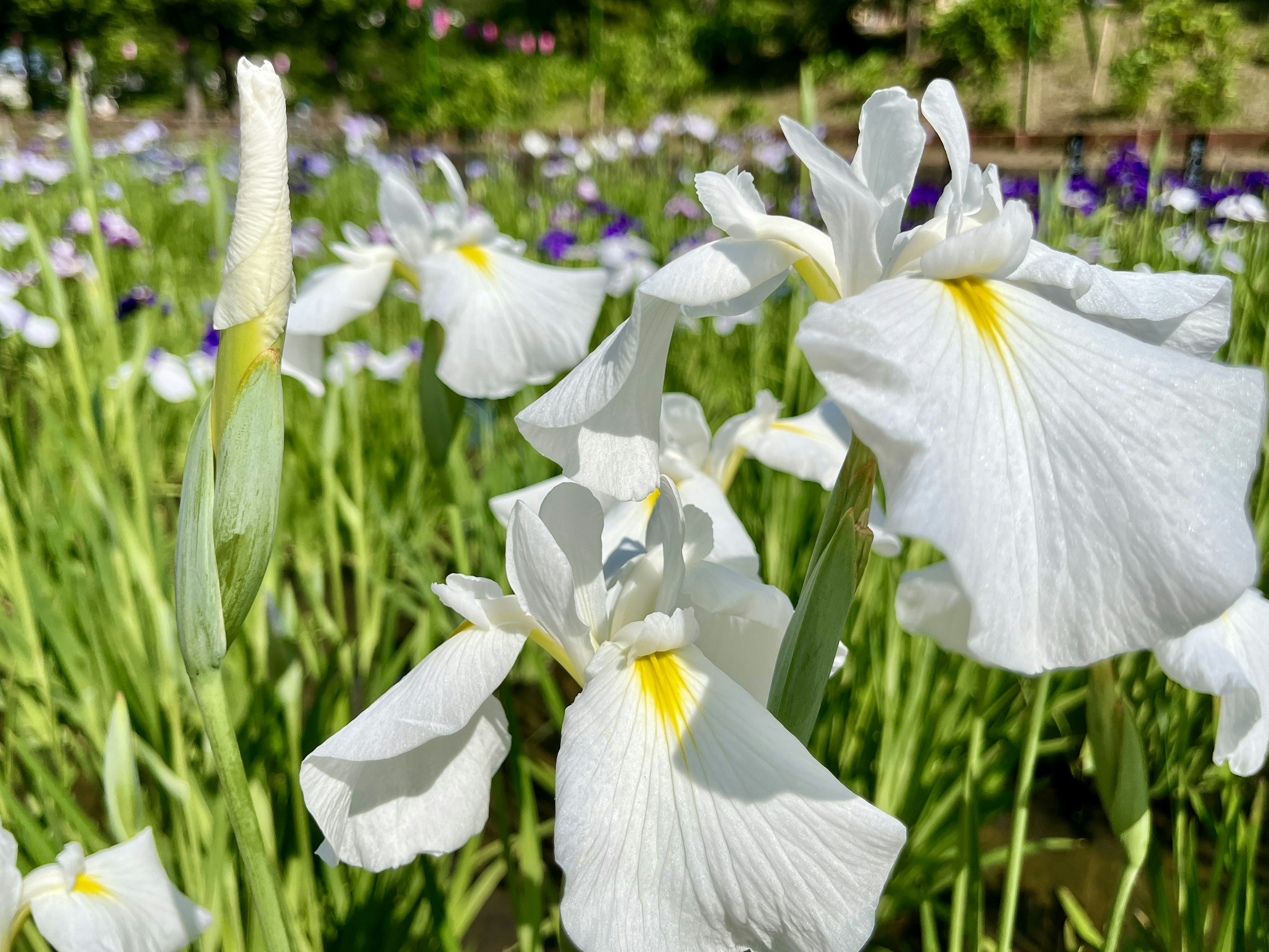 Primo piano di fiori d'iris bianchi che fioriscono tra le foglie verdi con accenni di giallo