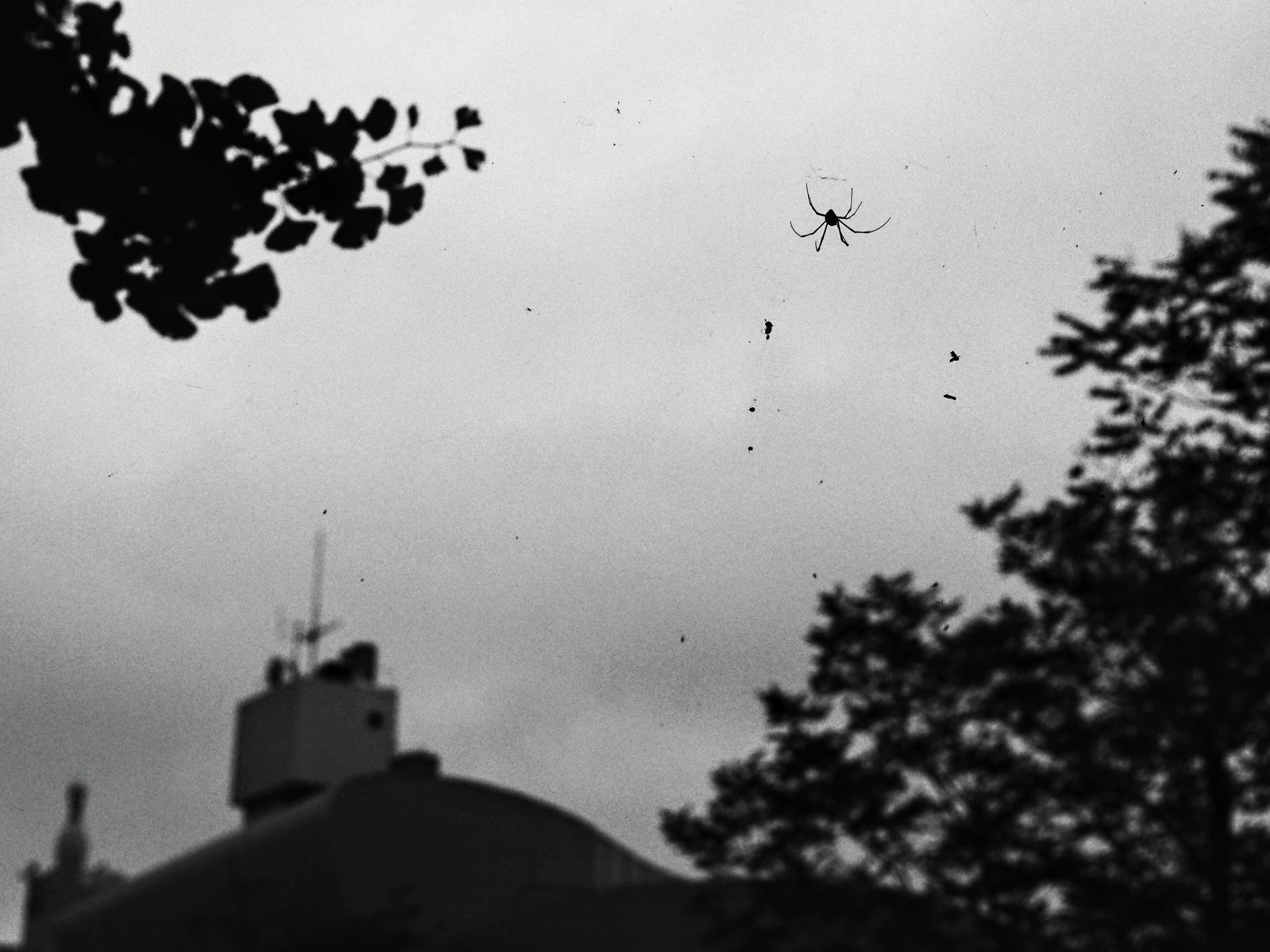 Araña colgando en una telaraña bajo un cielo nublado