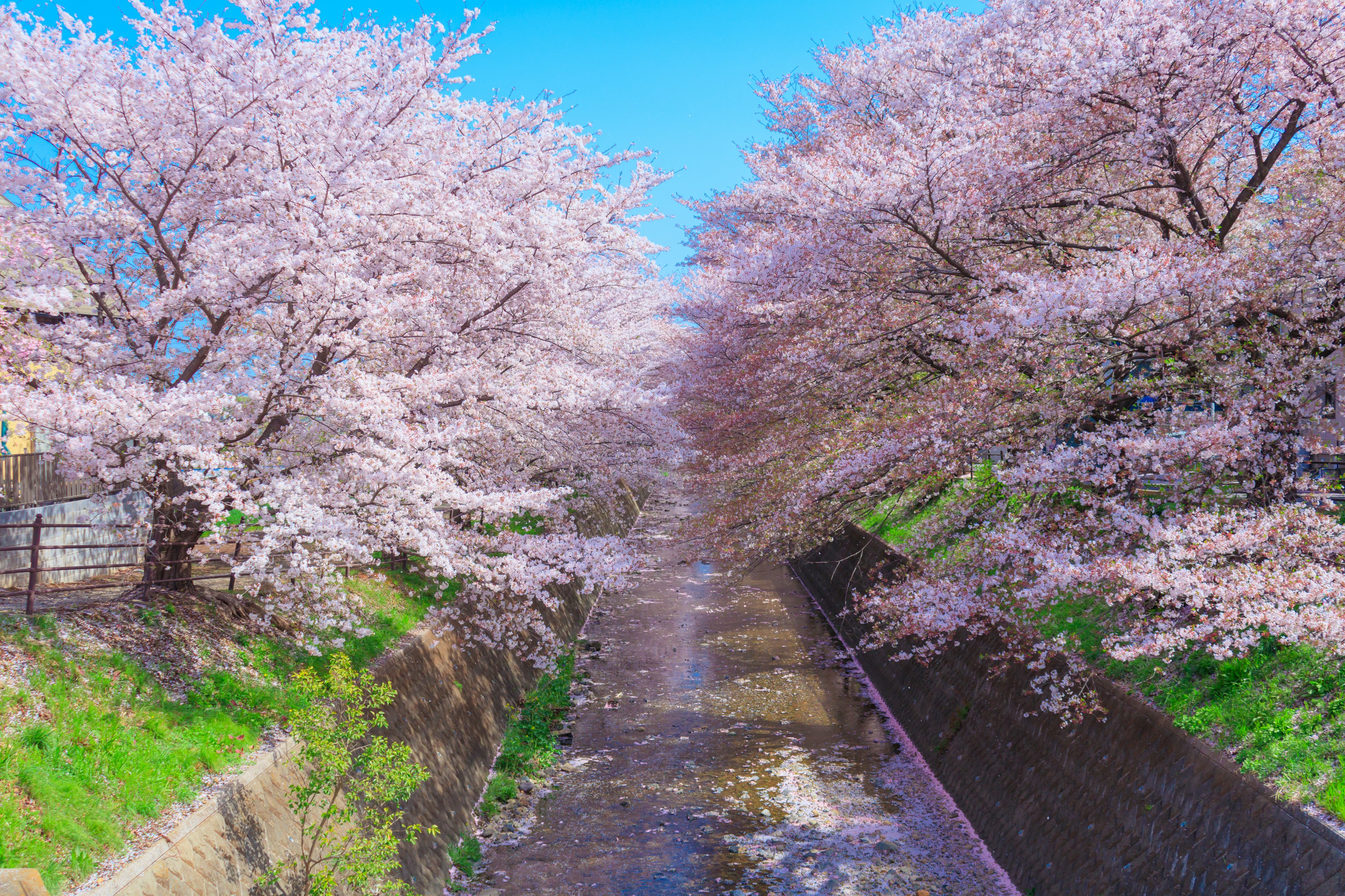 Scène de rivière magnifique bordée d'arbres en fleurs de cerisier