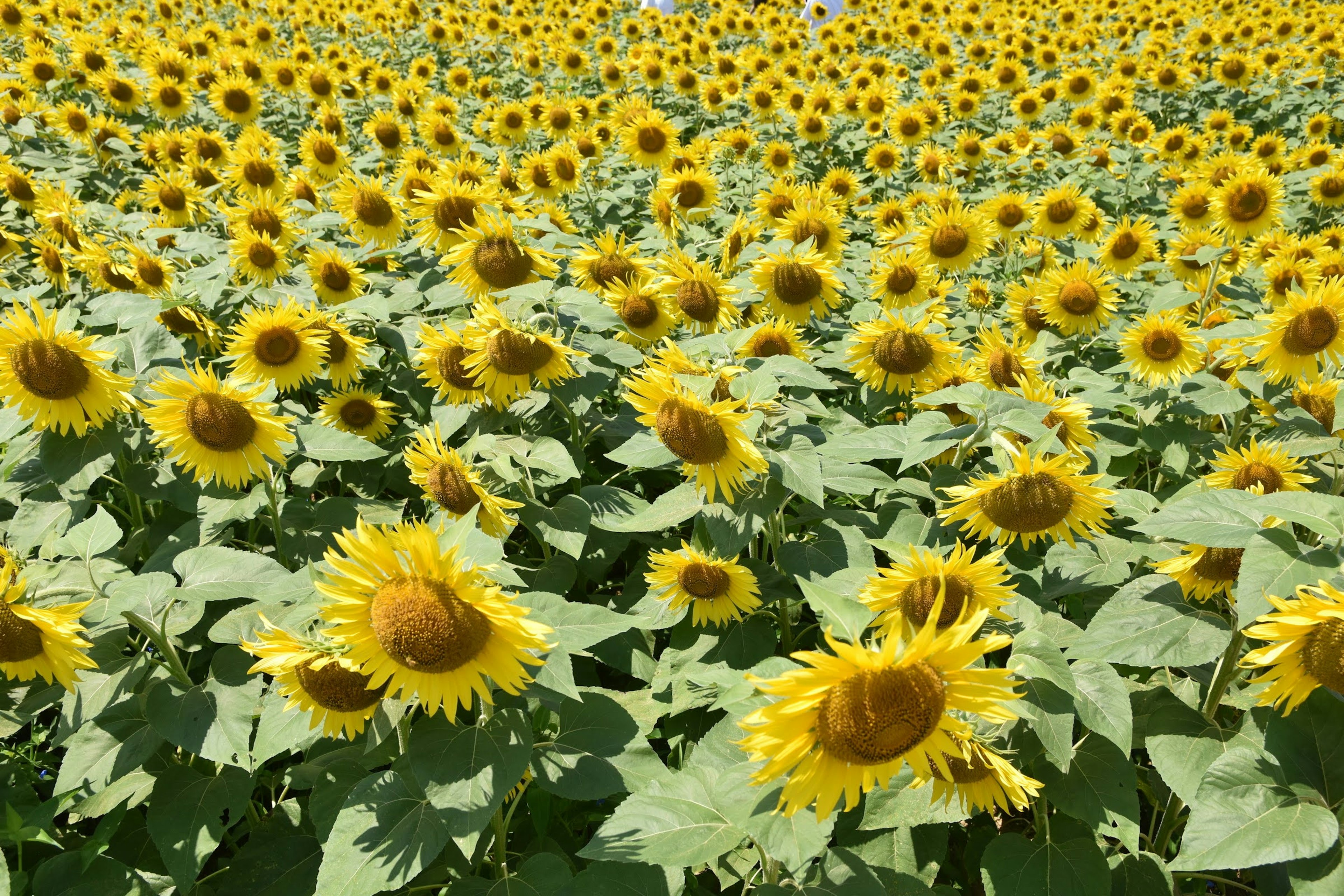 Vibrante campo di girasoli in piena fioritura