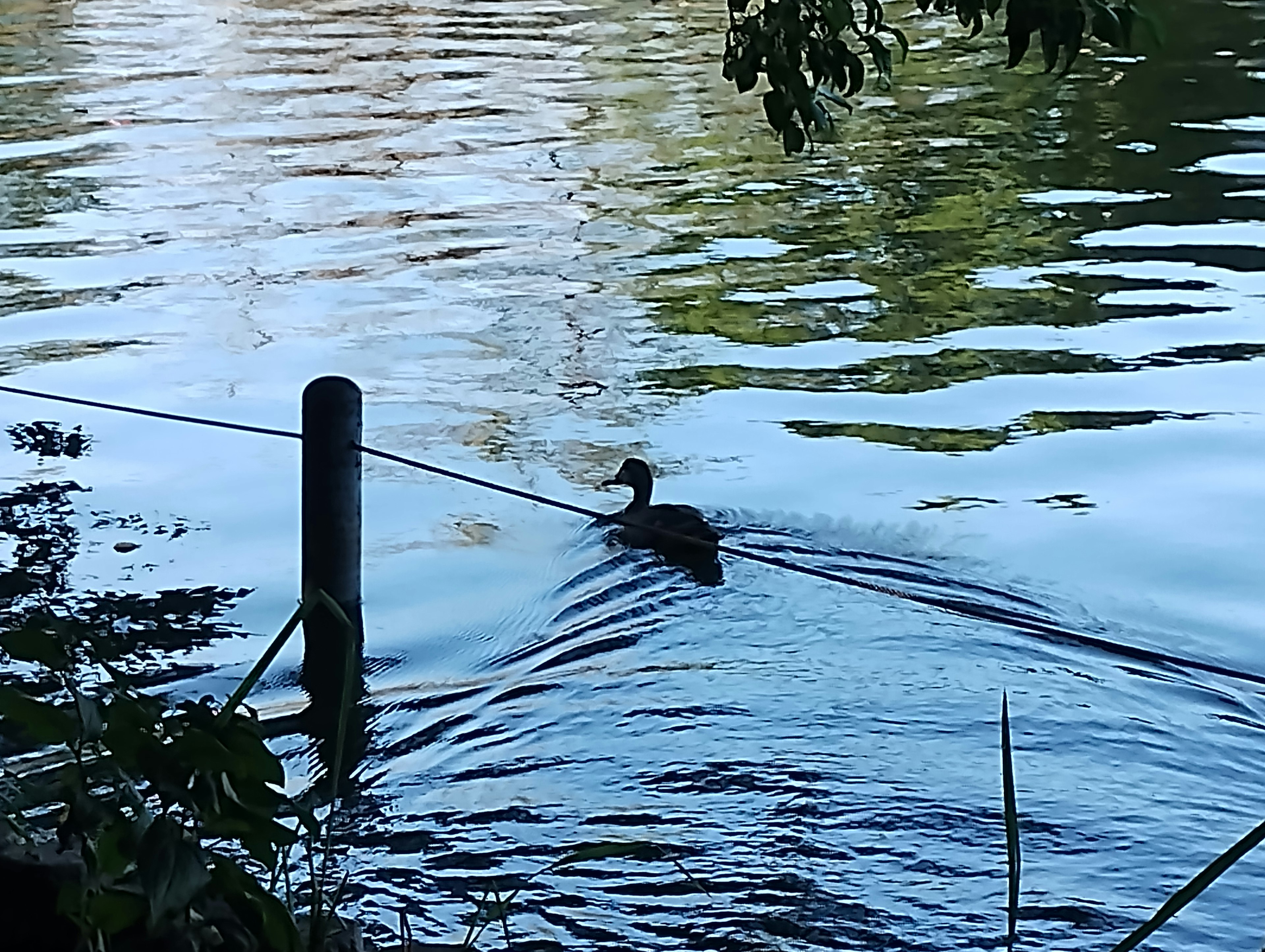 Canard nageant sur l'eau avec un poteau en arrière-plan