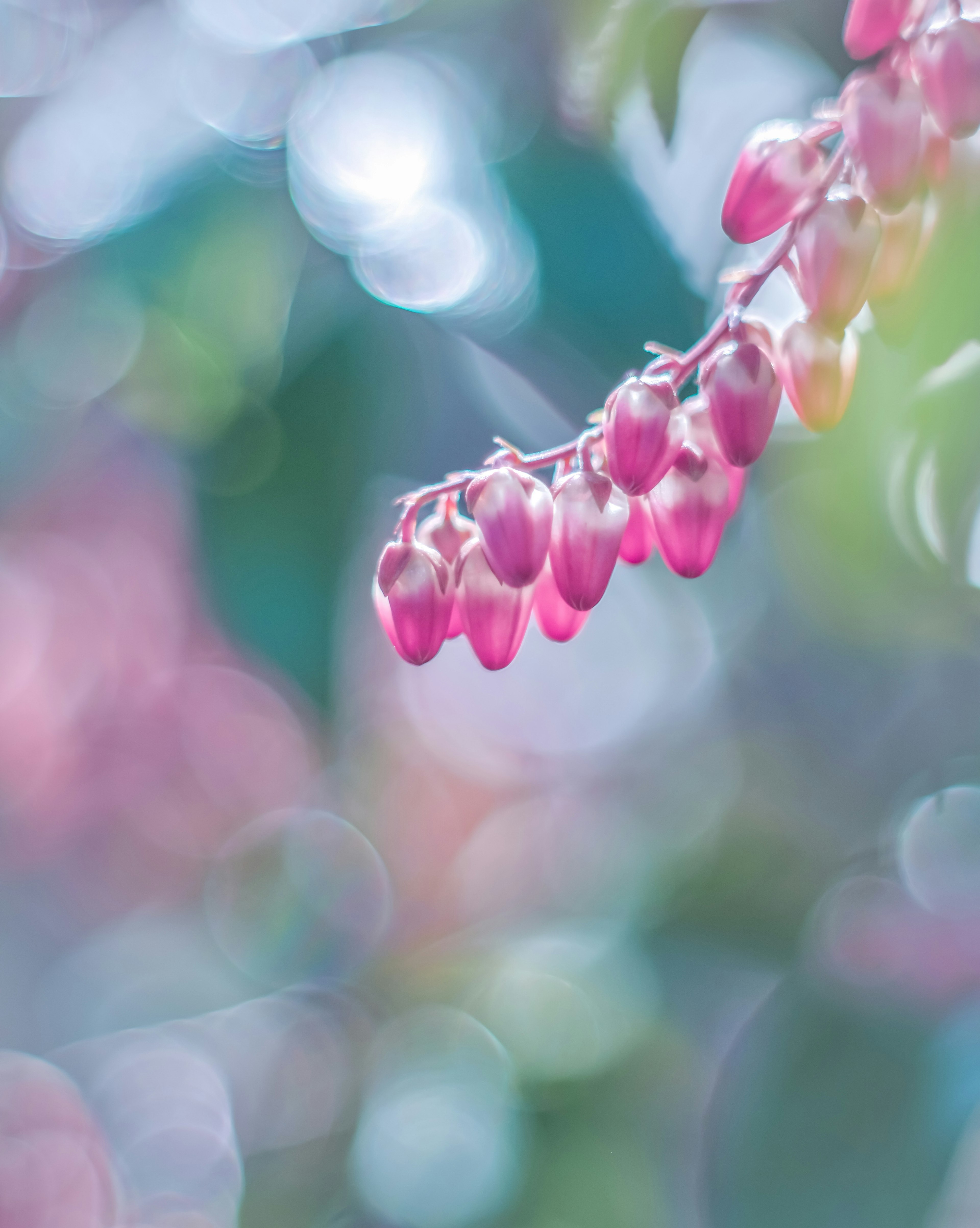 Boccioli di fiori rosa appesi su uno sfondo dai colori tenui