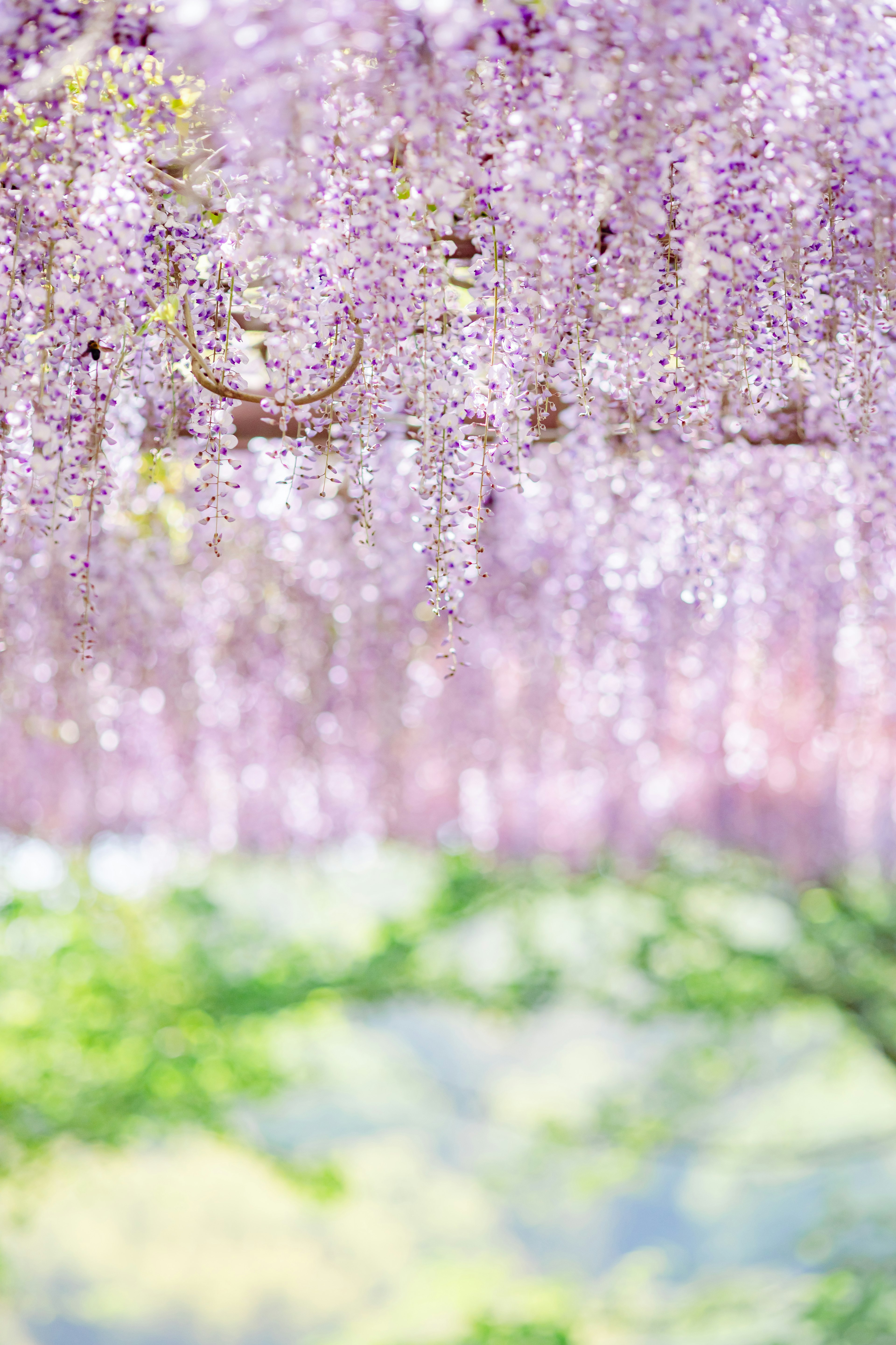 紫色の藤の花が垂れ下がる美しい風景