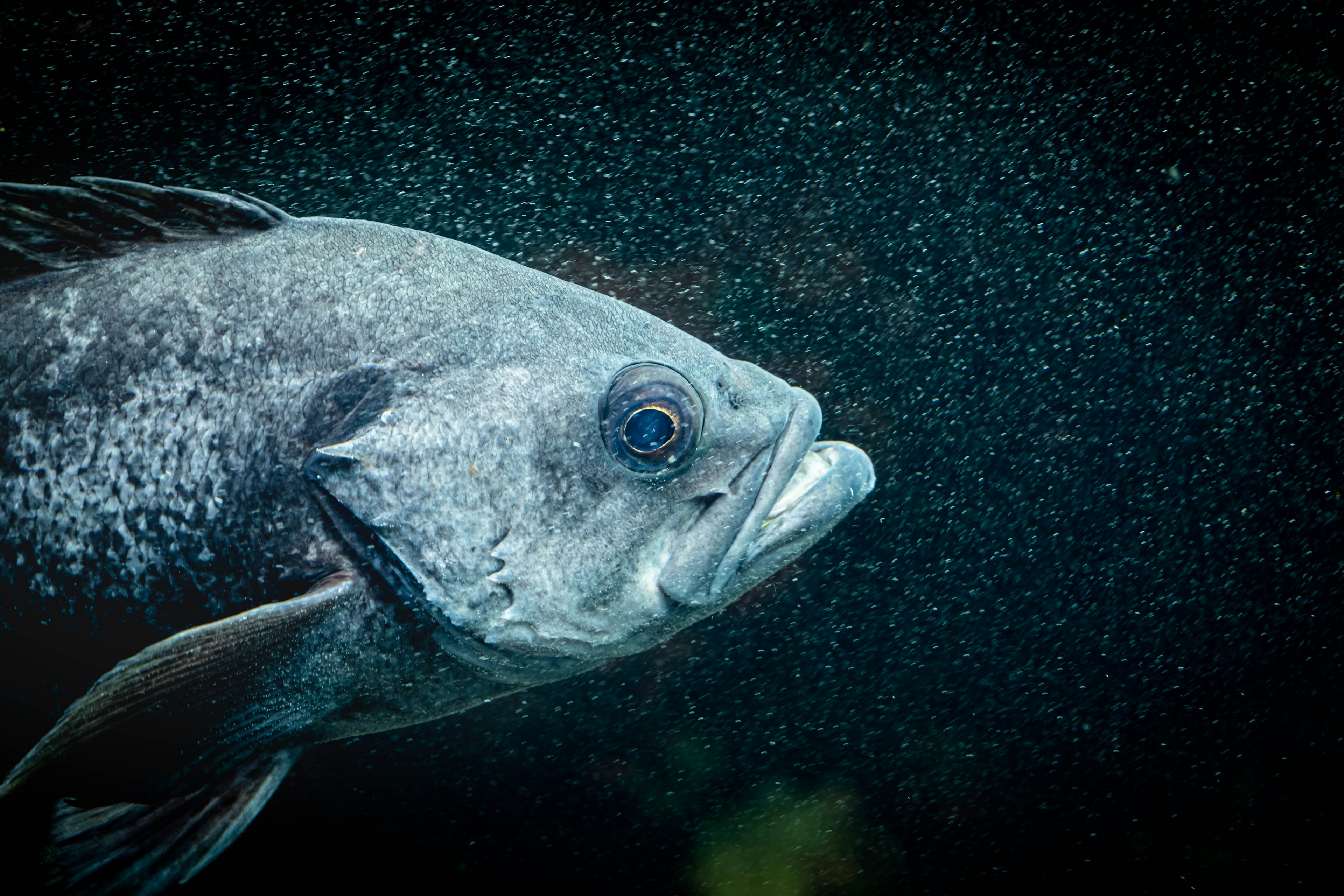 Primer plano de un pez grande nadando bajo el agua destacando sus ojos y boca distintivos