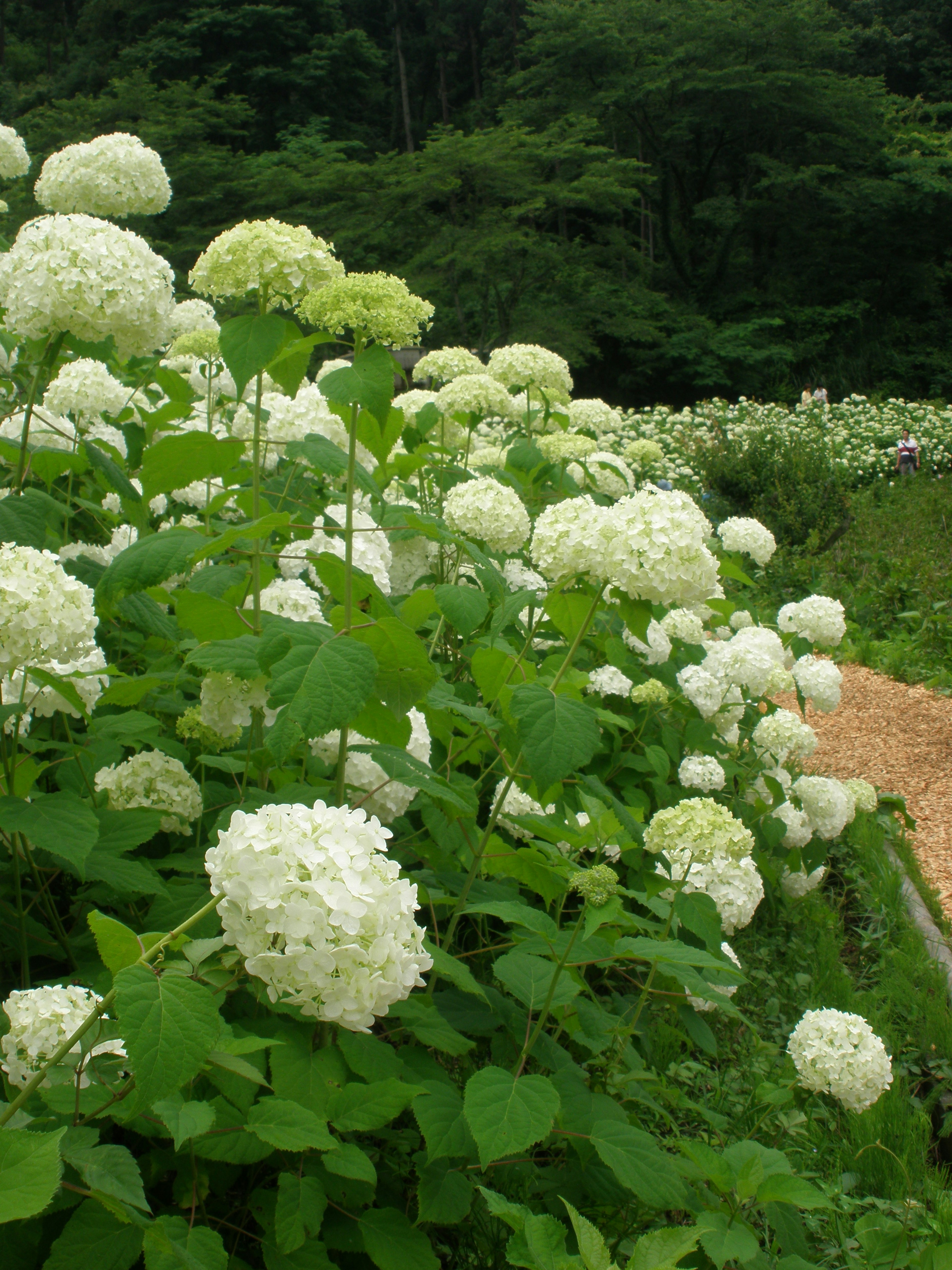 Taman subur dengan bunga hydrangea putih yang mekar