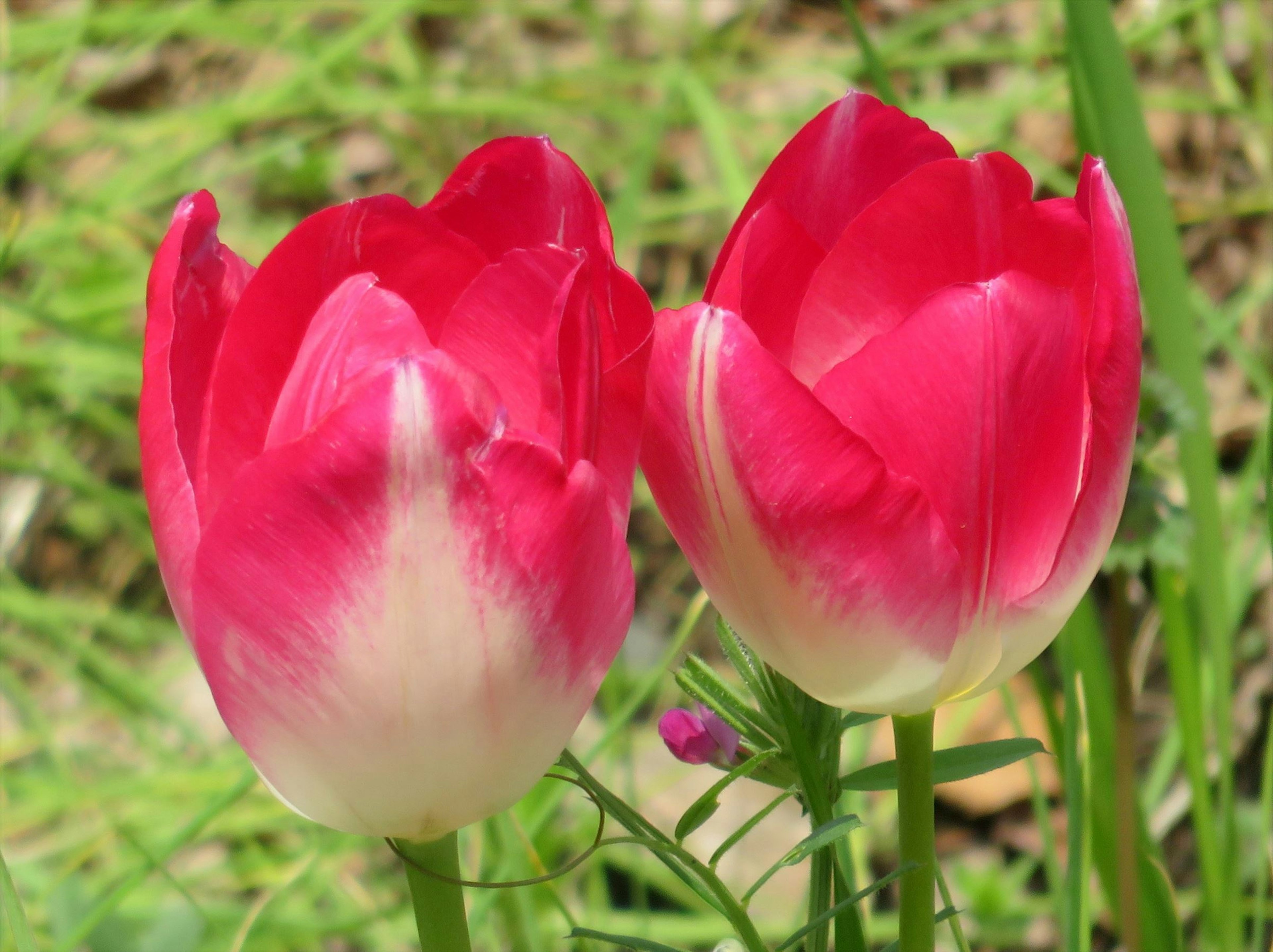 Hoa tulip đỏ và trắng rực rỡ nở giữa cỏ xanh