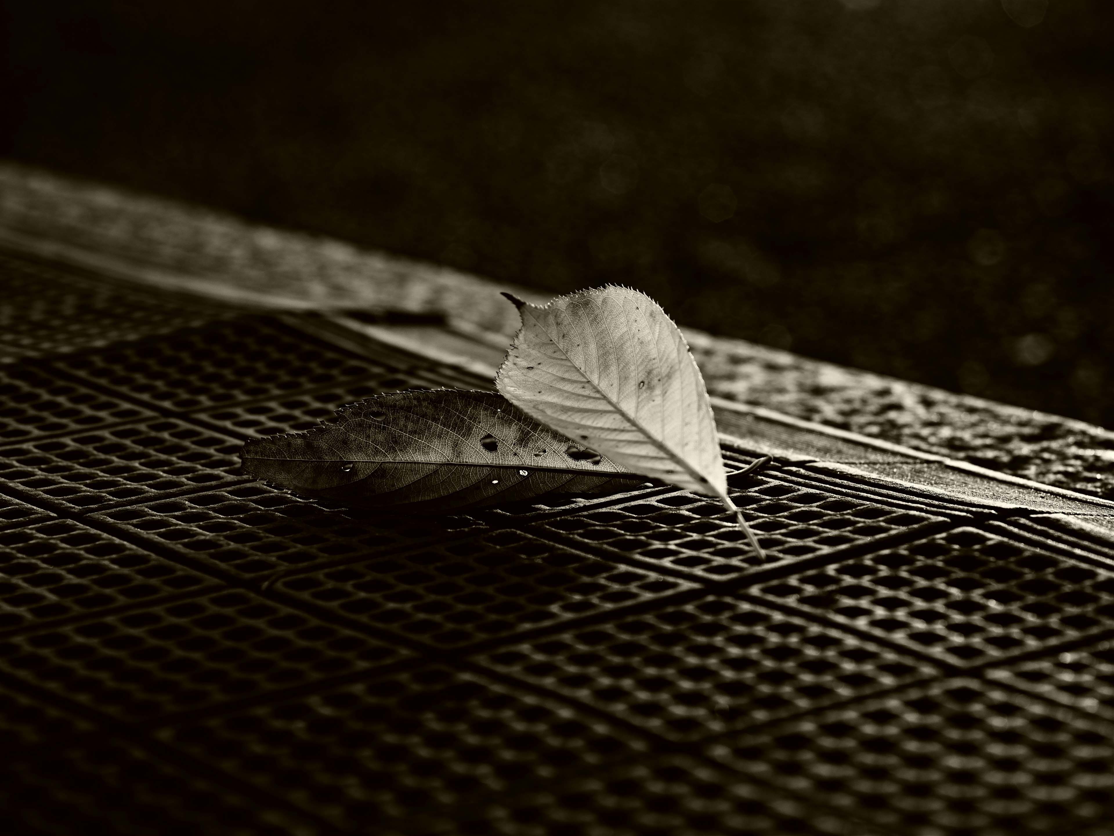 Una imagen en blanco y negro de hojas sobre una superficie texturizada