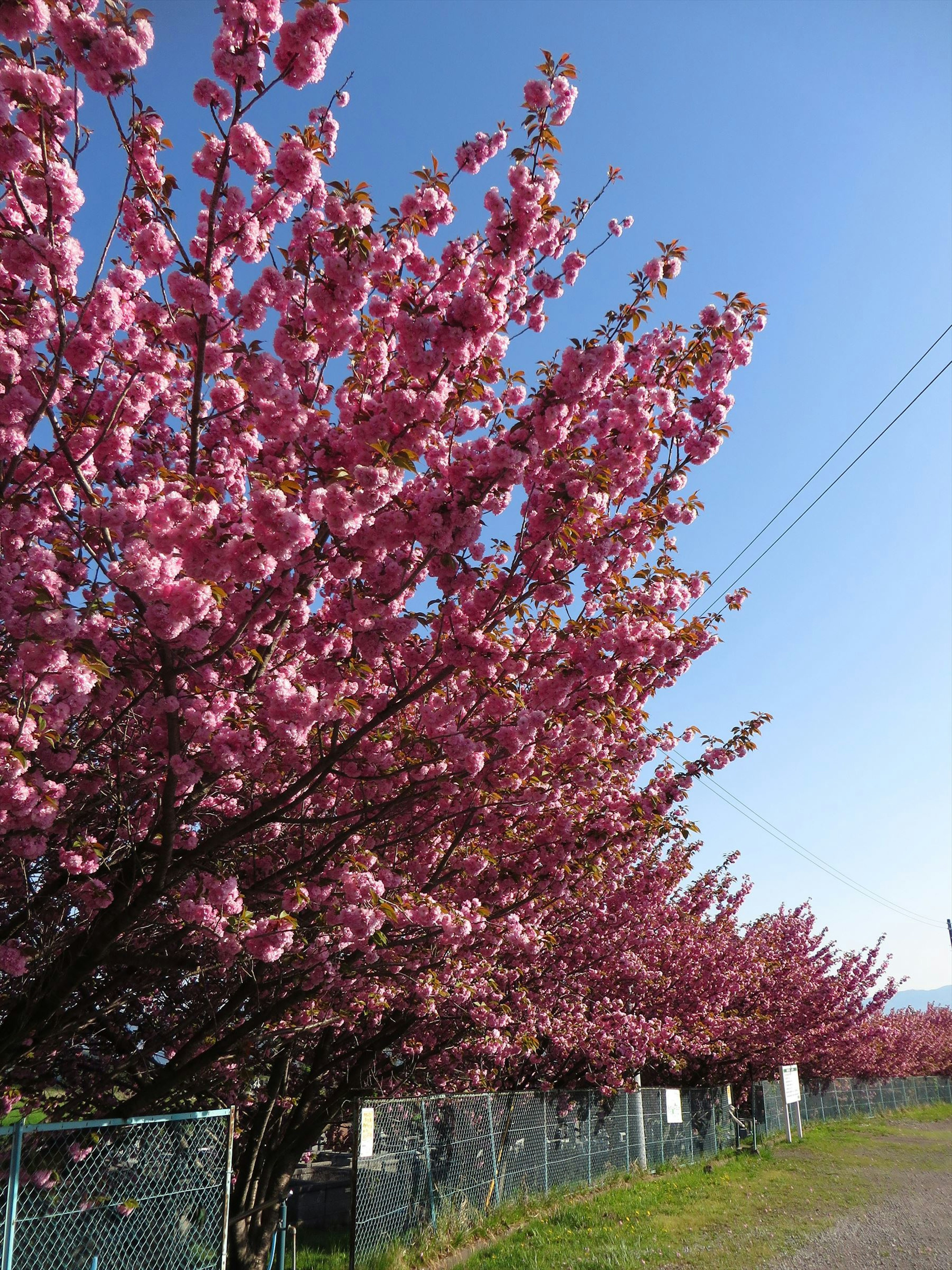 青空の下に咲く桜の木々が並ぶ風景